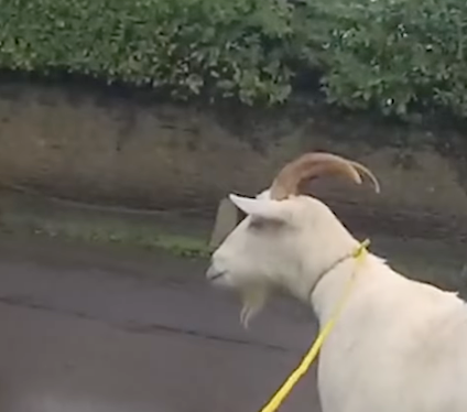 The goat was seen trotting around Upper Seagry, near Chippenham, on Thursday morning