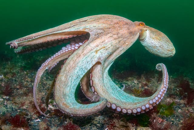 This year has been named ‘year of the octopus’ in the south west (Kirsty Andrews/PA)