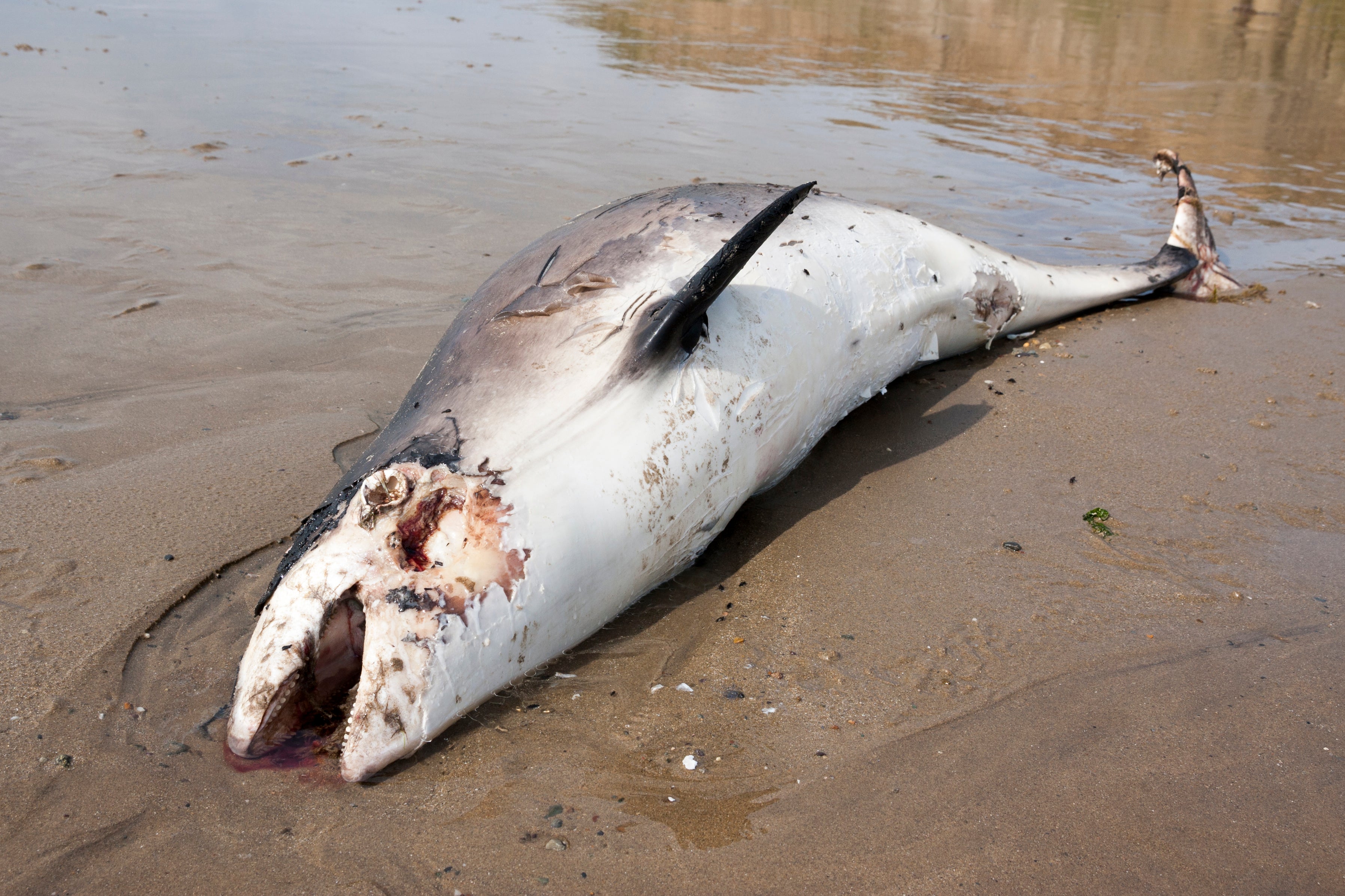 Analysing liver samples form 738 harbour porpoises found stranded on UK coastlines between 1990 and 2021, scientists found mercury concentrations in porpoise livers rose by 1 per cent each year