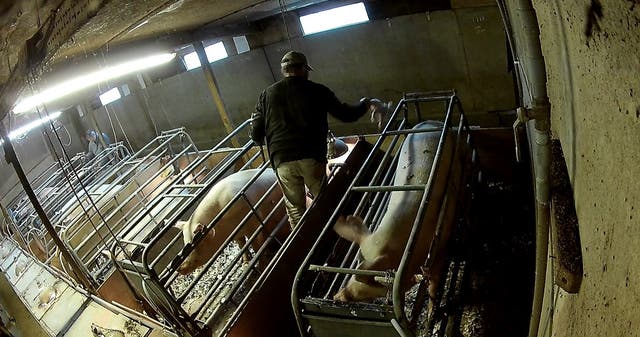 <p>Farrowing crates confine mother pigs to spaces too small for them to turn round</p>