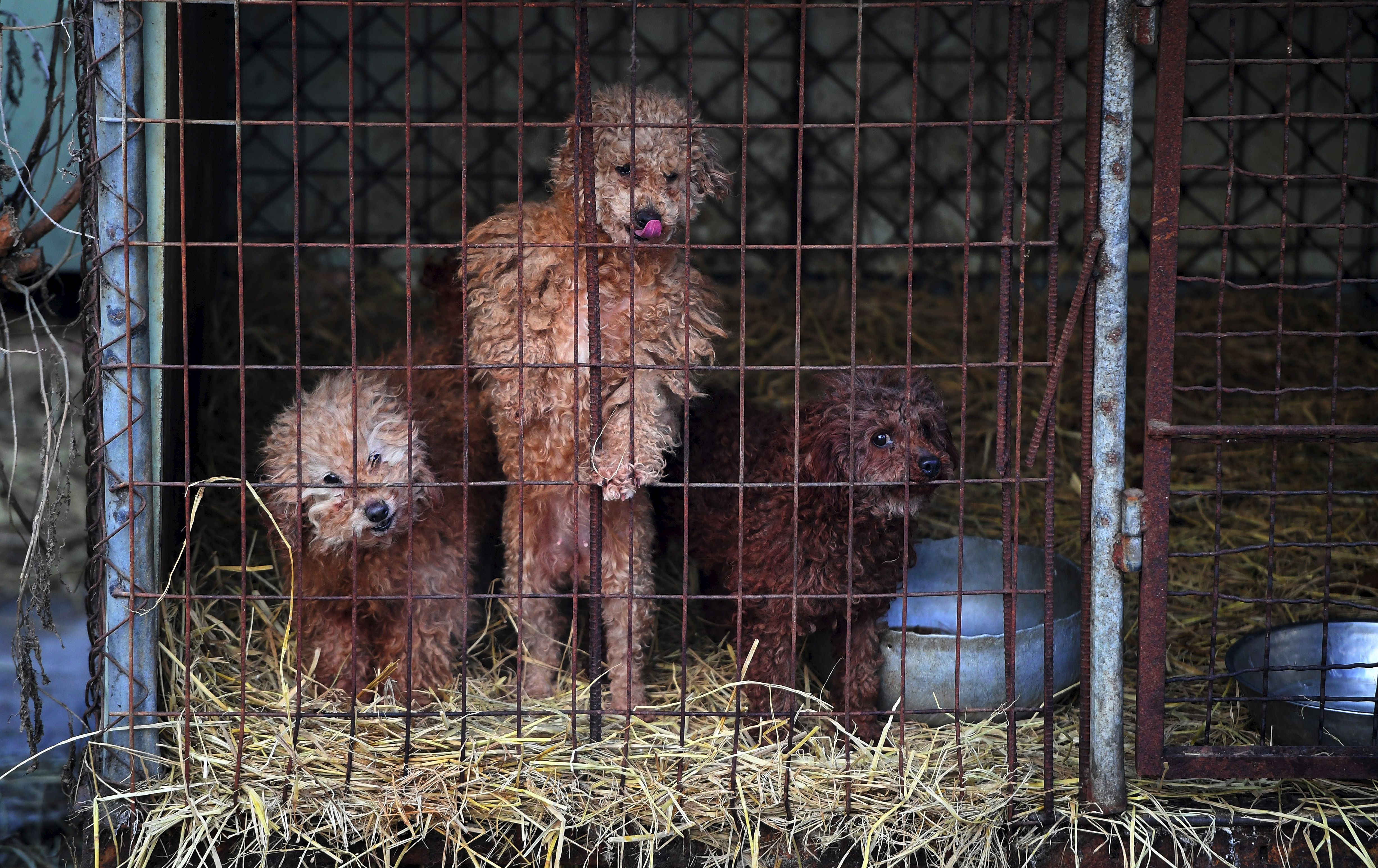 Puppy farms, which leaves puppies vulnerable to illness, will be outlawed