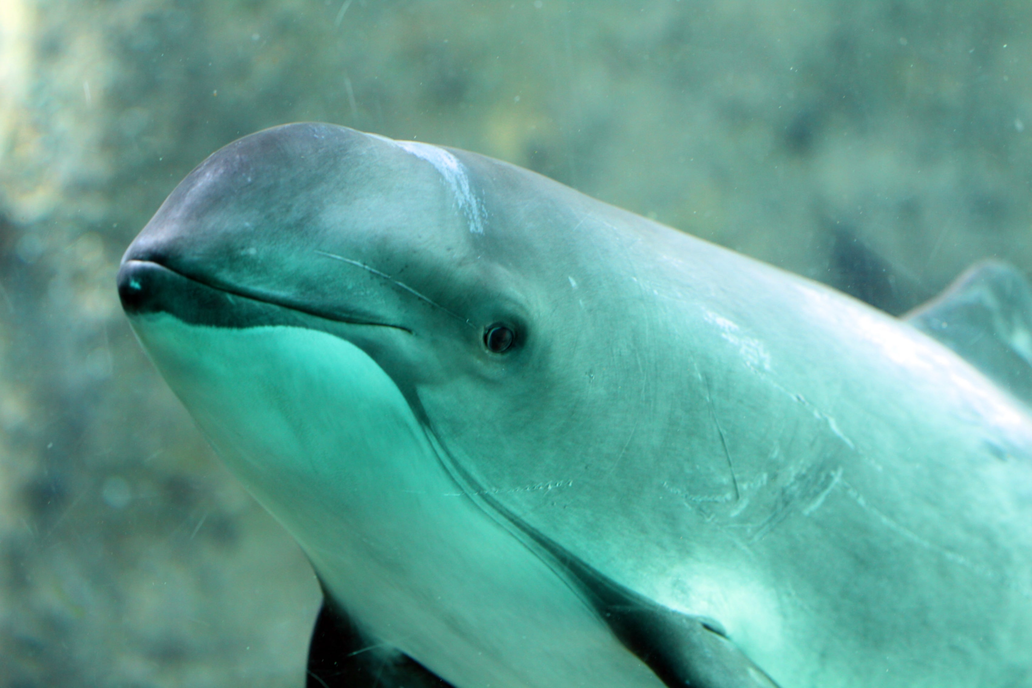 Porpoises are dying from mercury poisoning in UK waters at record rates, scientists have found