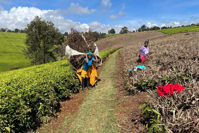 Workers on the Rirara Tea Estate in Kenya (Compact Syngas Solutions/PA)