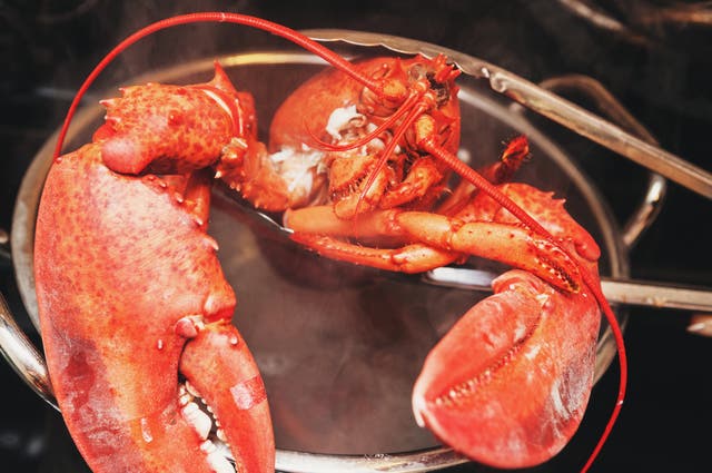 <p>Lobsters were deemed ‘sentient beings capable of experiencing pain and suffering’</p>