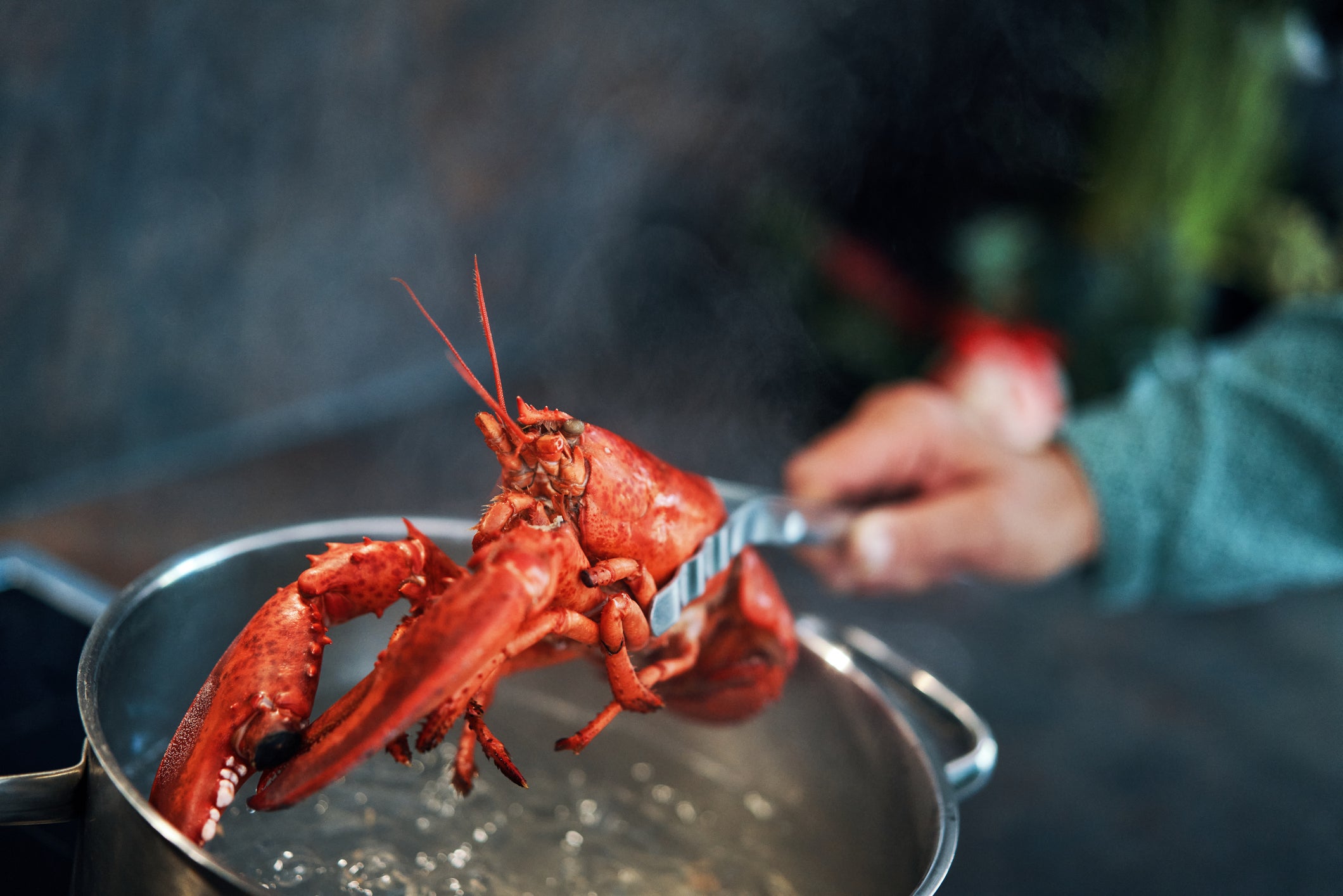 <p>Boiling live lobsters will be banned by the government</p>