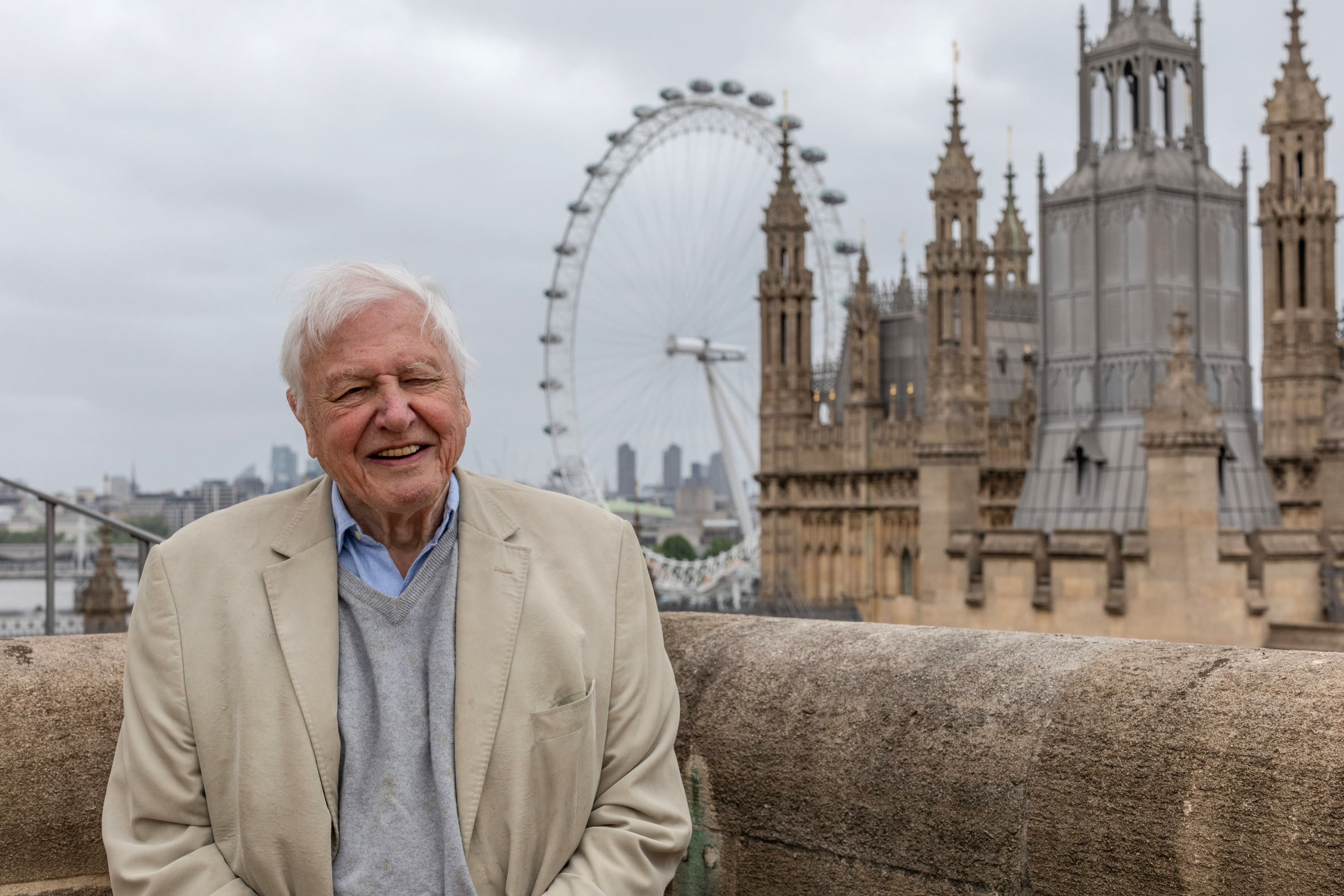 <p>David Attenborough standing in front of the House of Commons, where peregrine falcons roost</p>