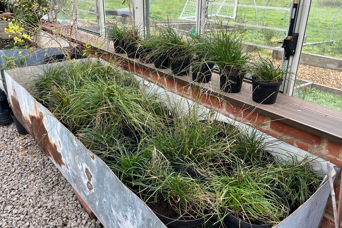 One of UK’s rarest plants brought back from brink of extinction One of UK’s rarest plants brought back from brink of extinction