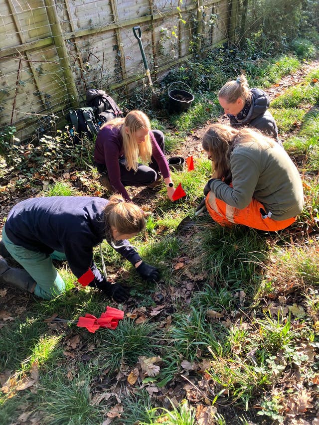 <p>The Species Recovery Trust safely removing starved wood-sedge (Carex depauperate)</p>