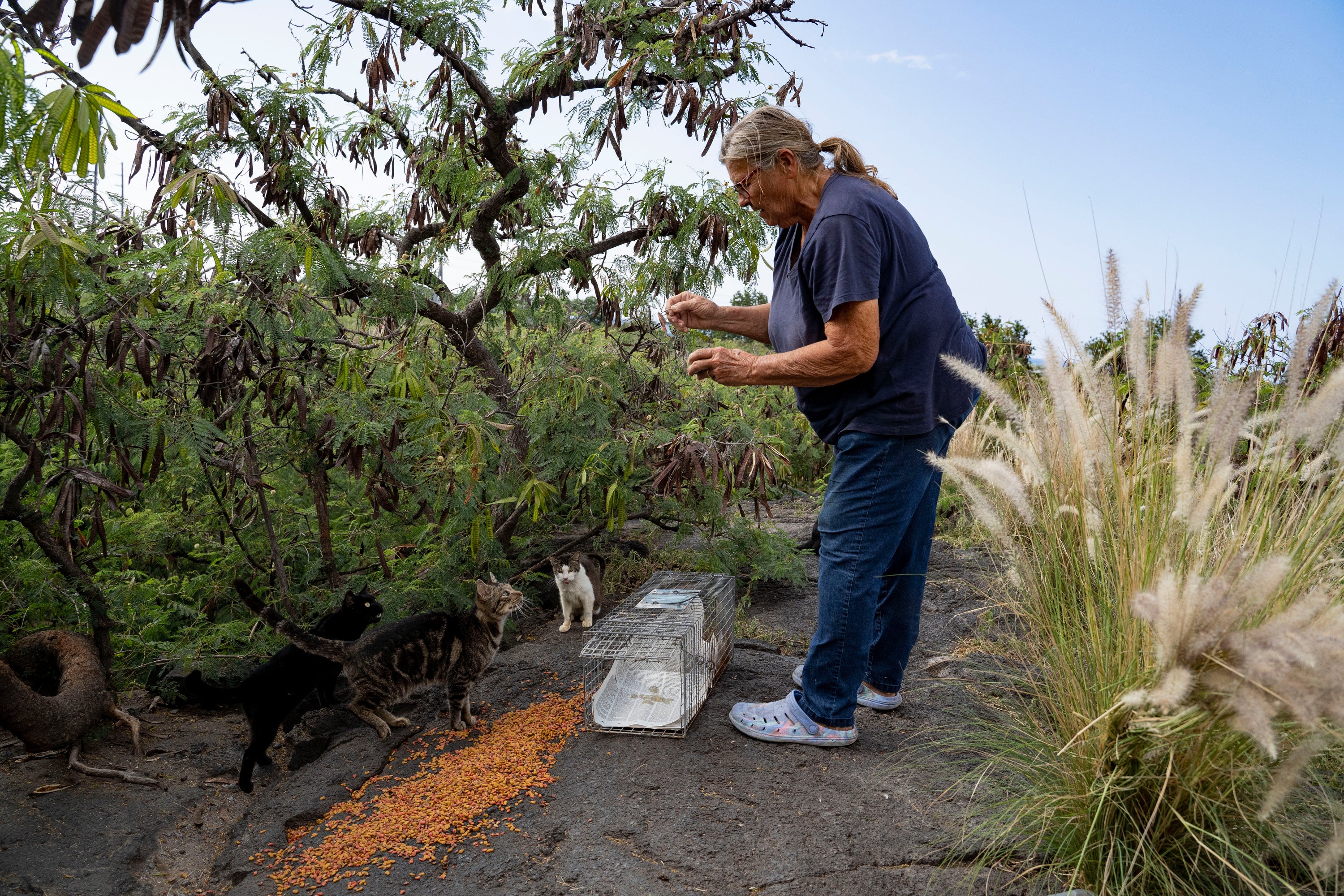 Feeding Cats-Hawaii
