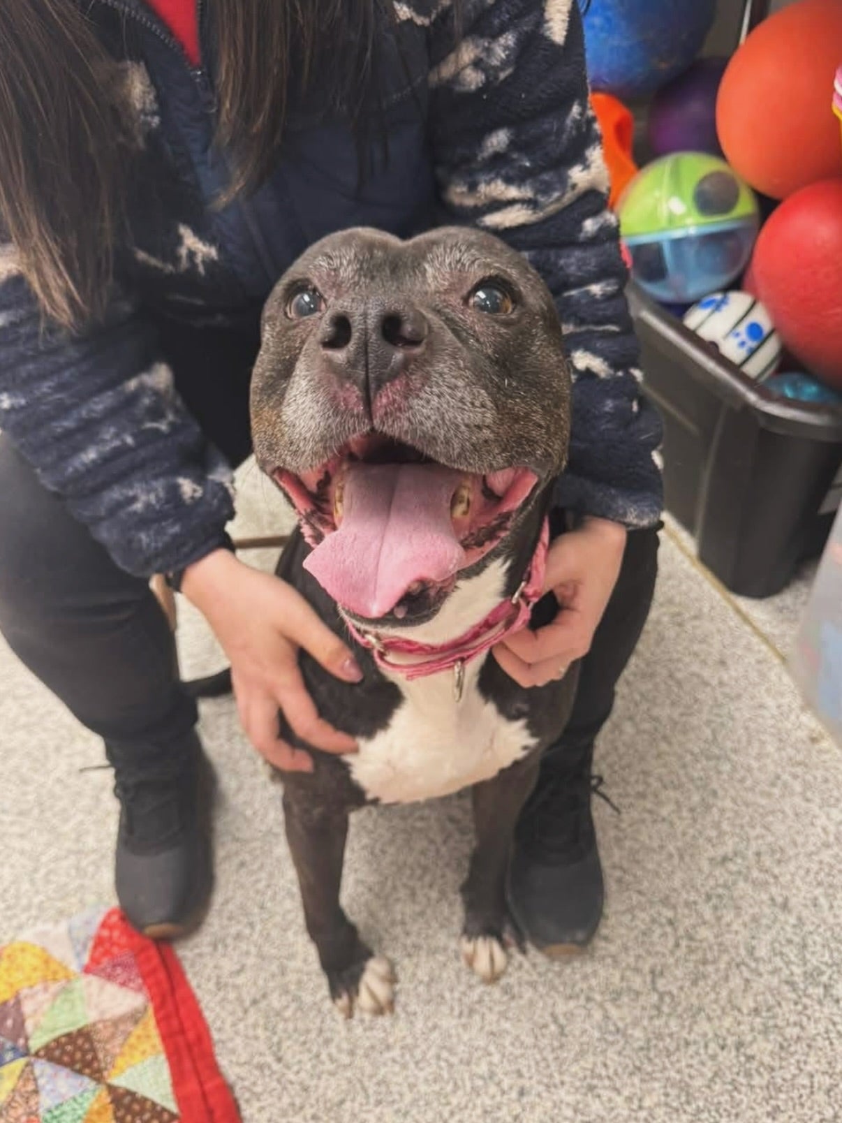 The pooch’s ad described him as a ‘truly gentle giant’ in need of a home ‘with someone that understands his needs’