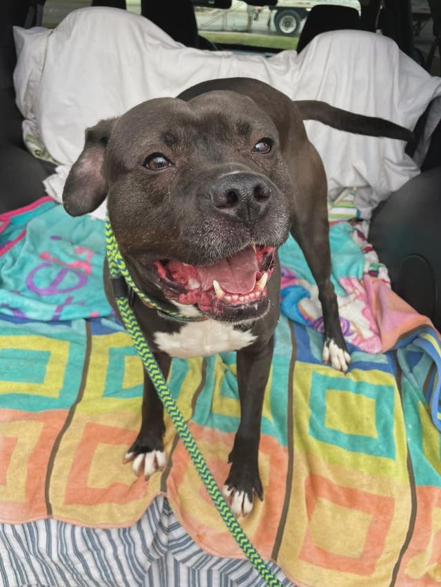 <p>Onyx, a nine-year-old mixed breed, has finally been adopted after 7 years at the Animal Charity of Ohio in Mahoning County</p>