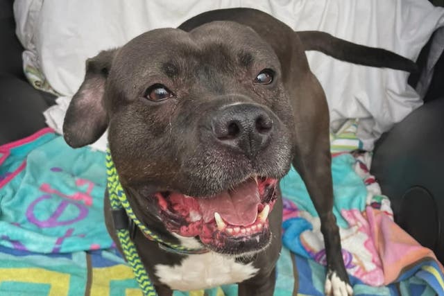 <p>Onyx, un perro mestizo de nueve años, ha sido finalmente adoptado después de siete años en la organización Animal Charity of Ohio del condado de Mahoning, en Ohio, EE. UU.</p>