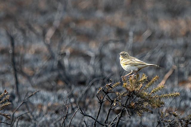 Meadow pipit on Trentishoe, Exmoor, one of the many places hit by wildfire this year (National Trus/Barry Edwards/PA)
