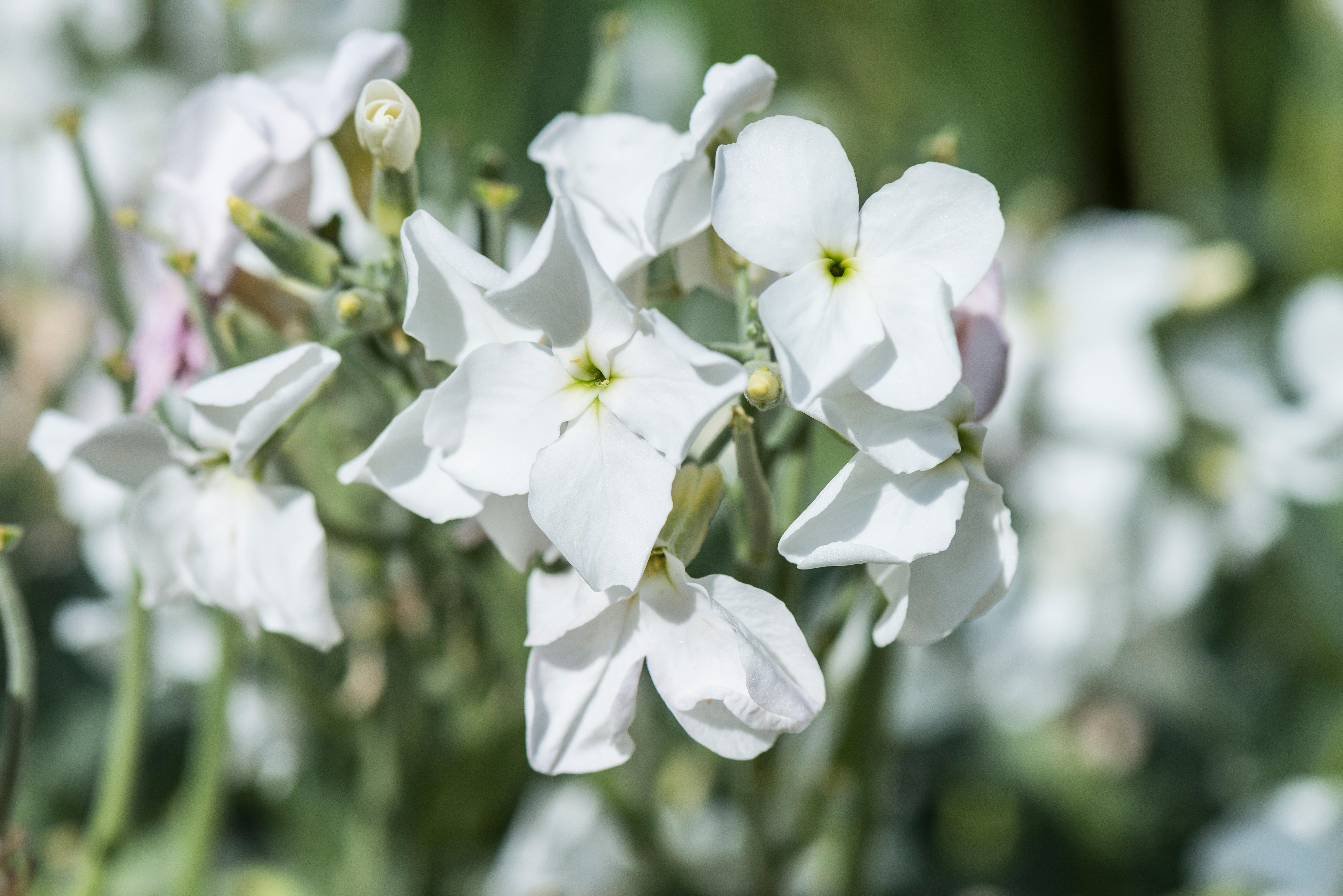 Night-scented stock attracts insects, which in turn attract bats