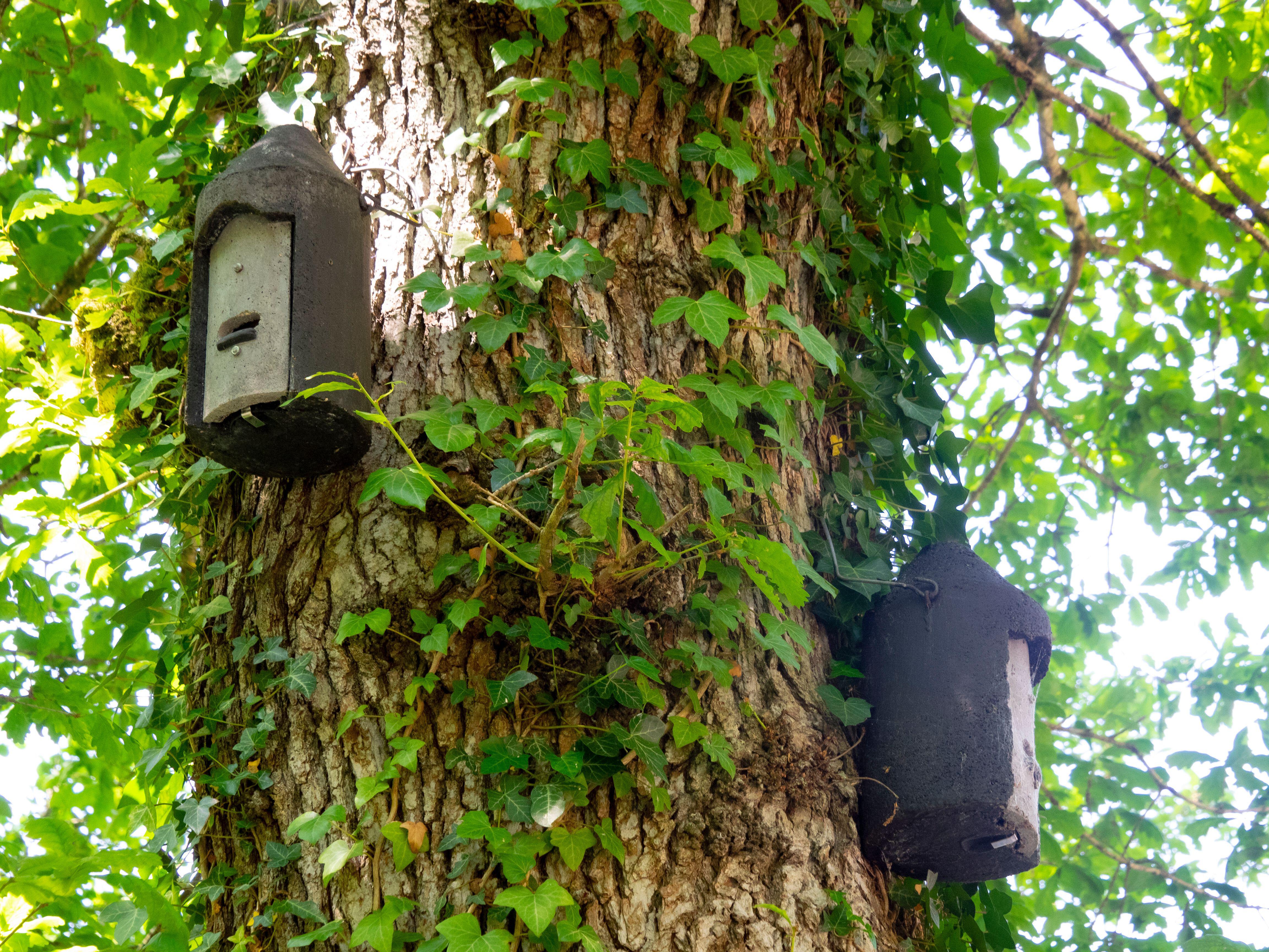 Bax boxes offer the creatures a place to roost