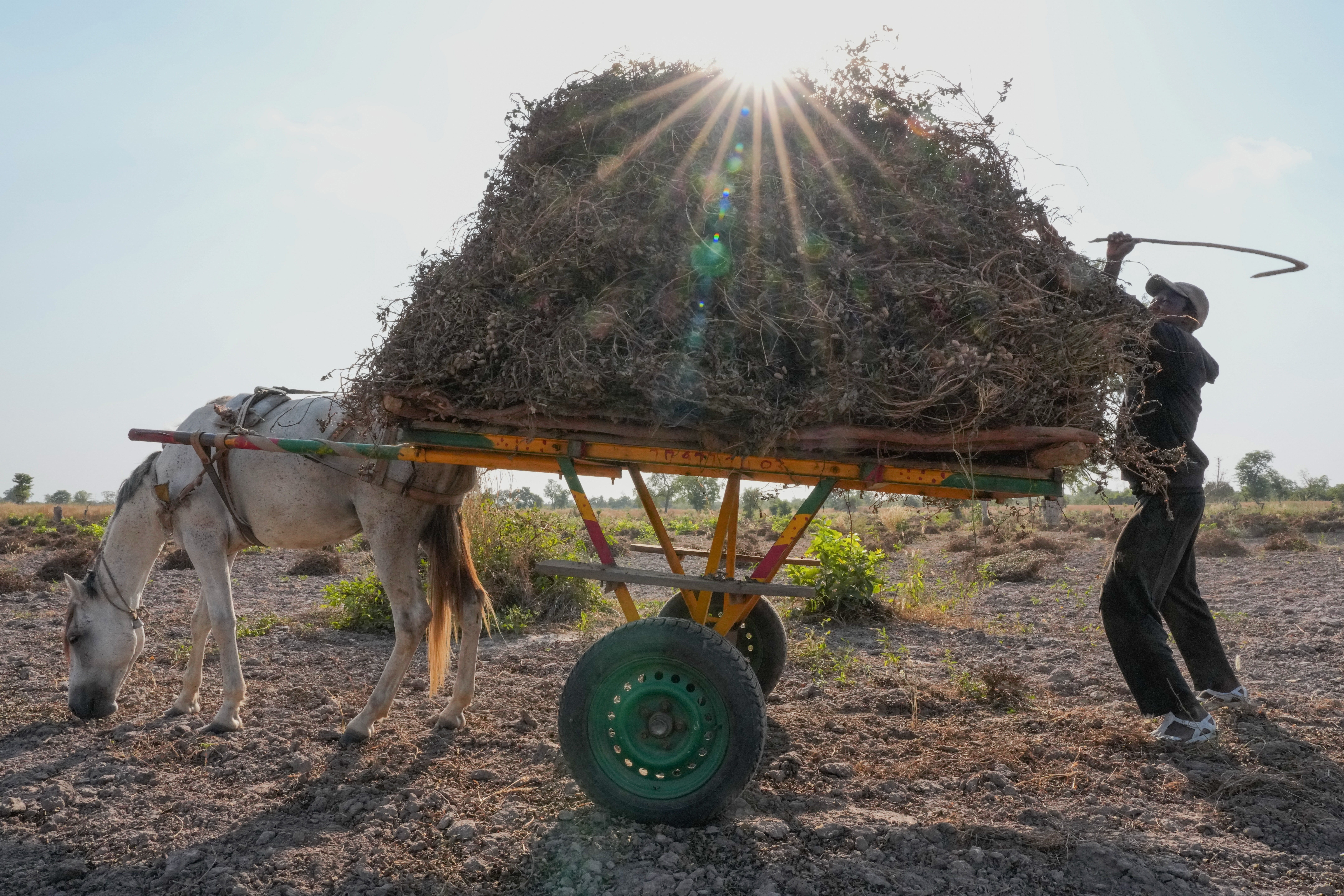 Senegal Young Farmers