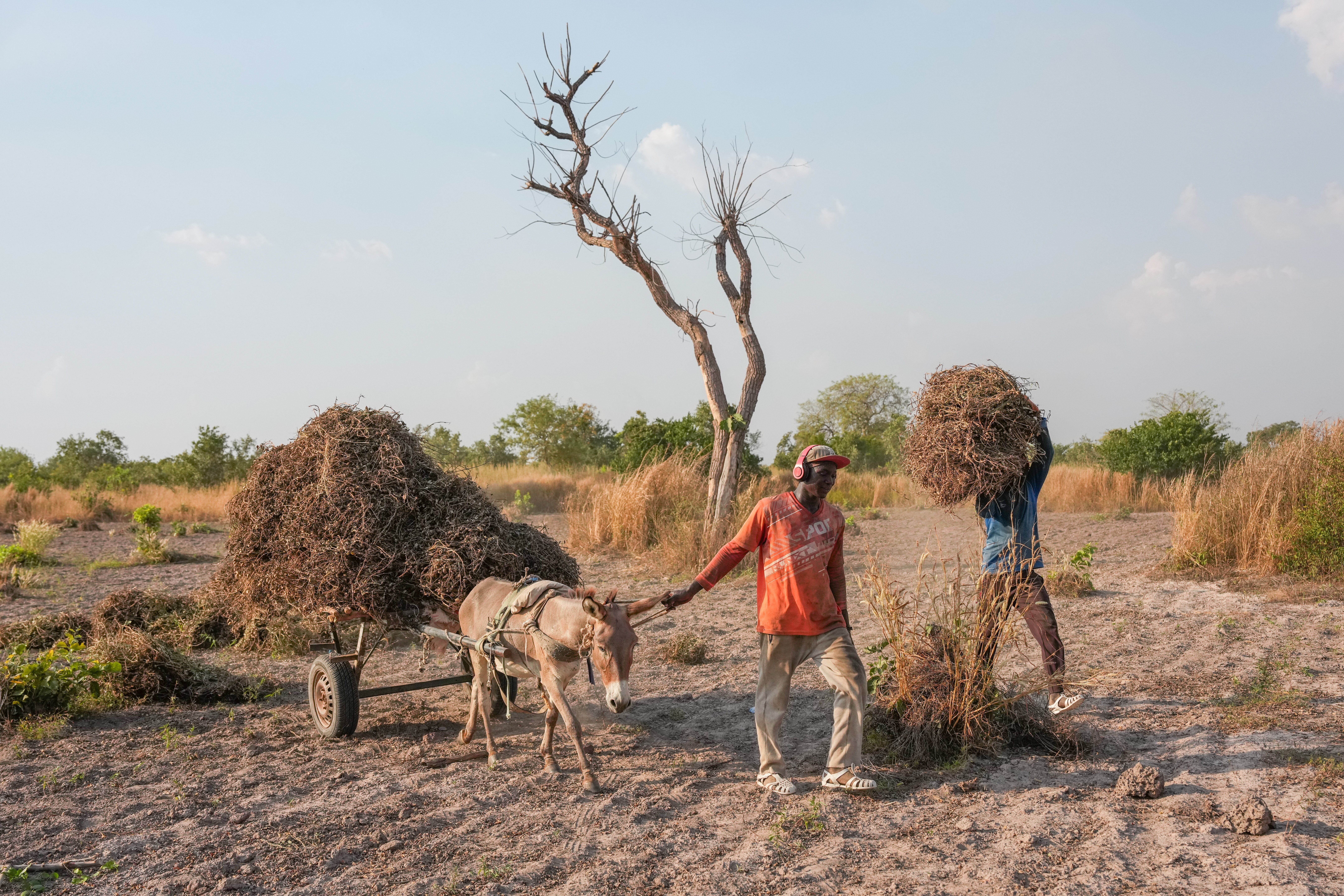 Senegal Young Farmers