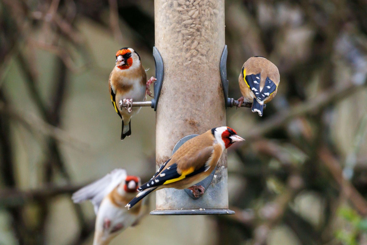 How safe is your bird feeder?