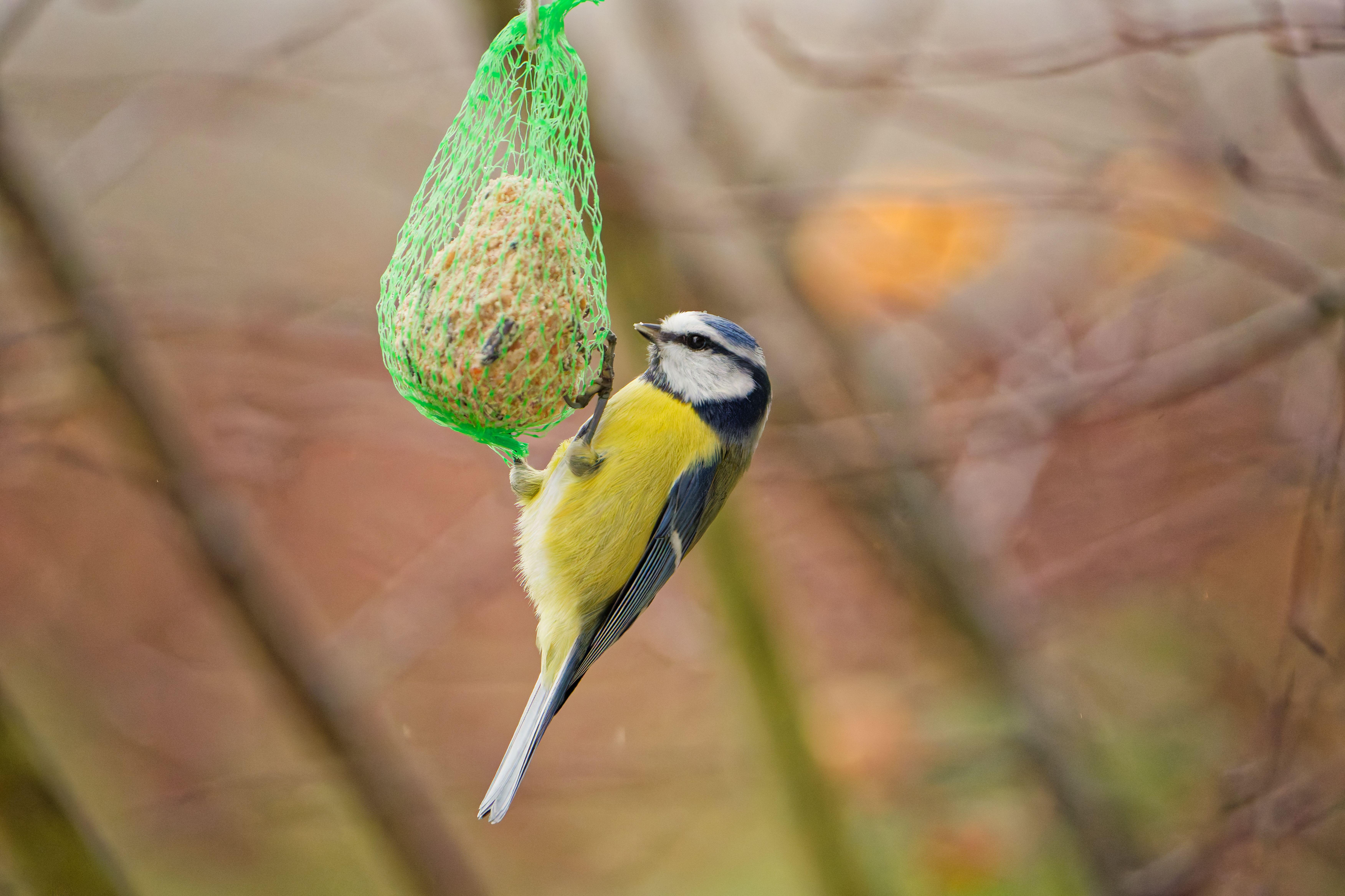 Don’t go for netting feeders (Alamy/PA)