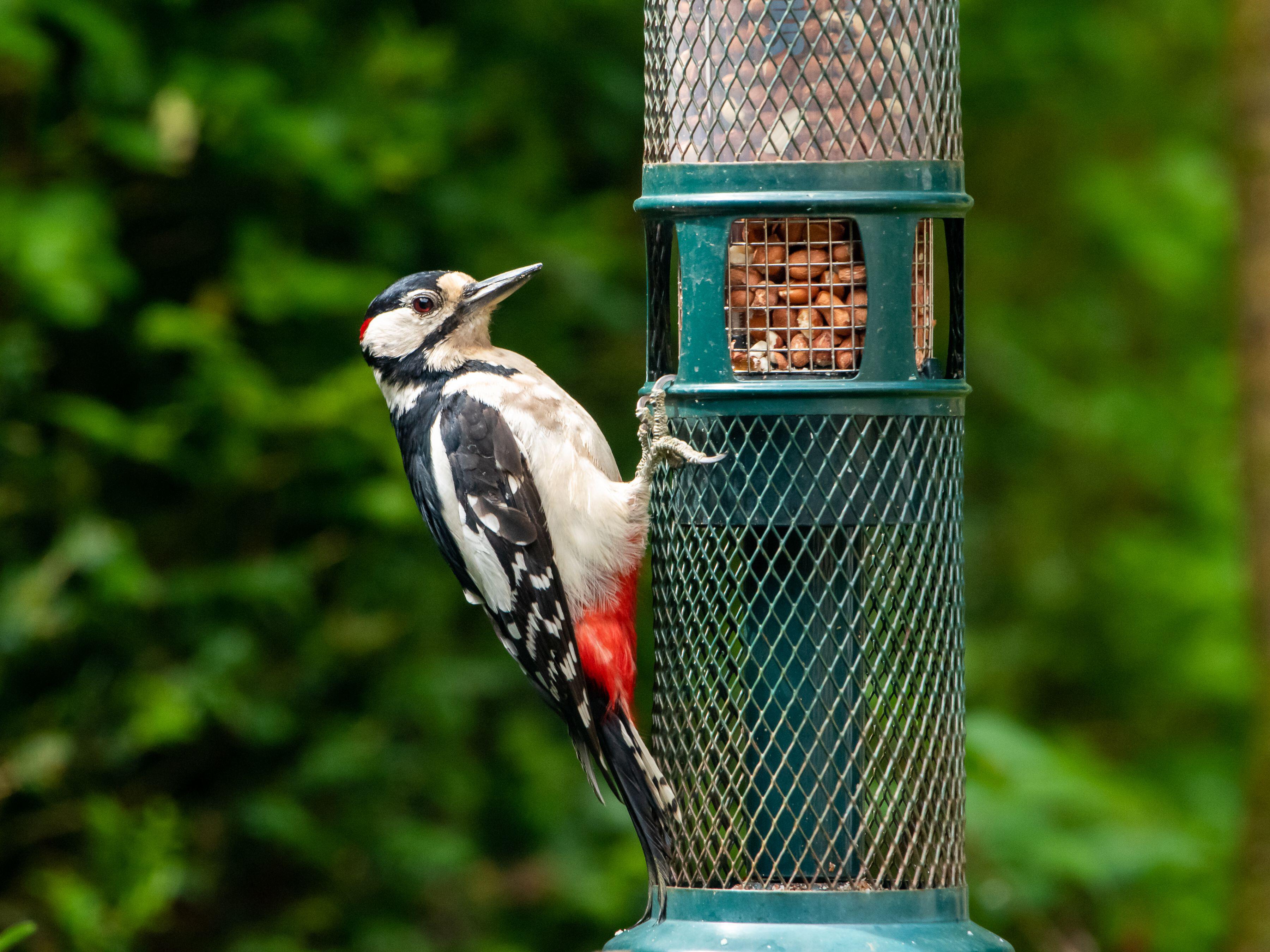 Woodpeckers like peanuts (Alamy/PA)