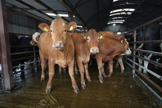 An investigation was launched into the illegal movement of cattle across the Irish border in 2004 (Niall Carson/PA)