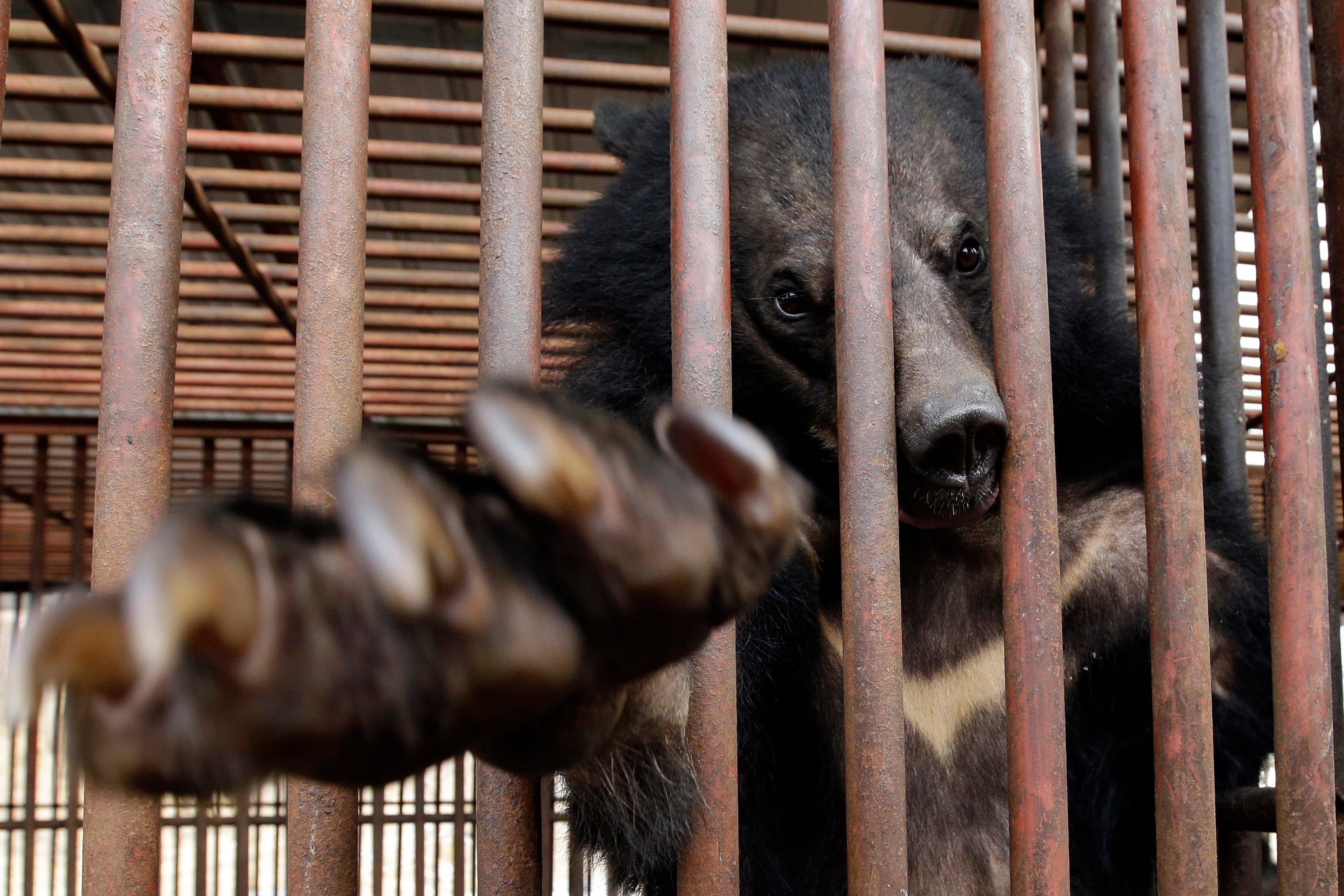 independent.co.uk - Hyung-Jin Kim - South Korea to end breeding of bears and extraction of their bile