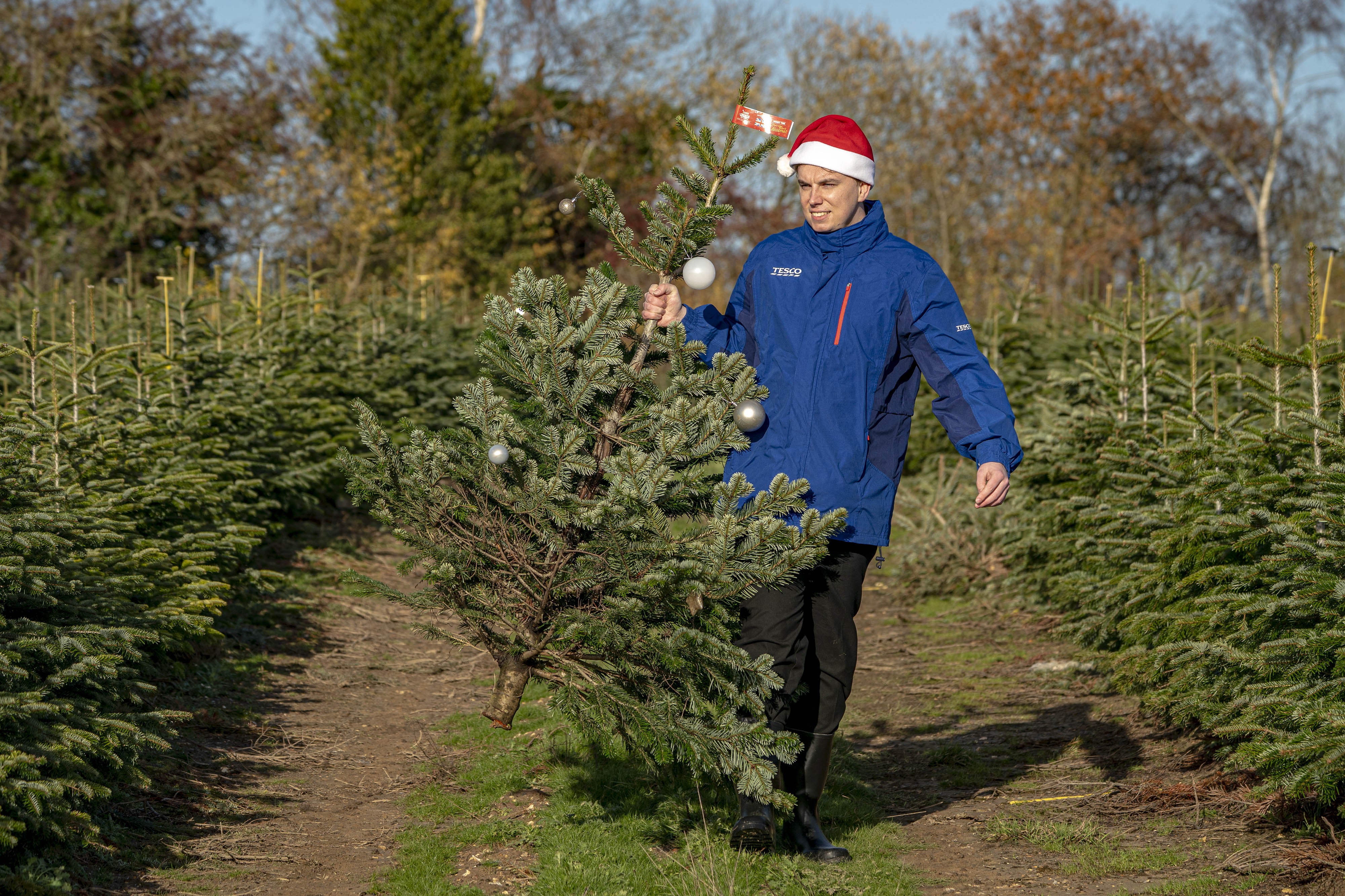 Tesco gave away wonky Christmas trees