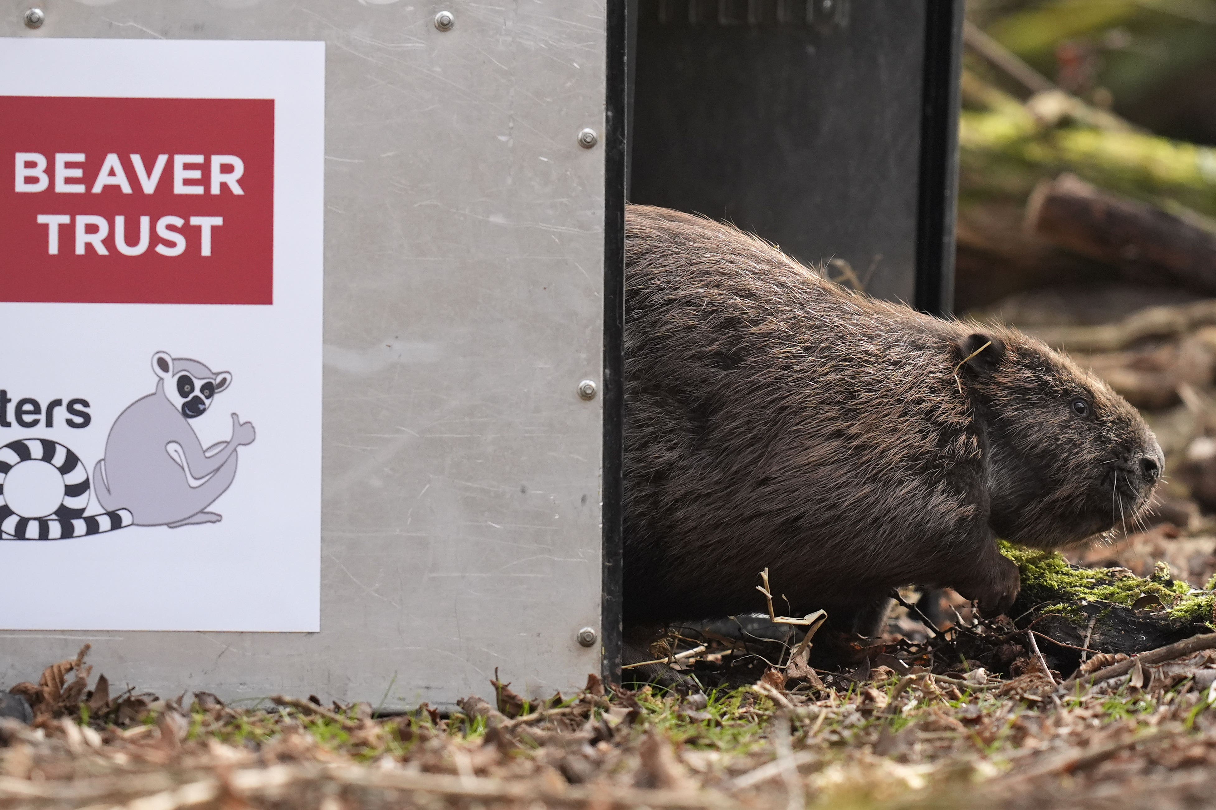A beaver is released into the wild in a nature reserve in England under a new licensing system announced by the Government (Andrew Matthews/PA)