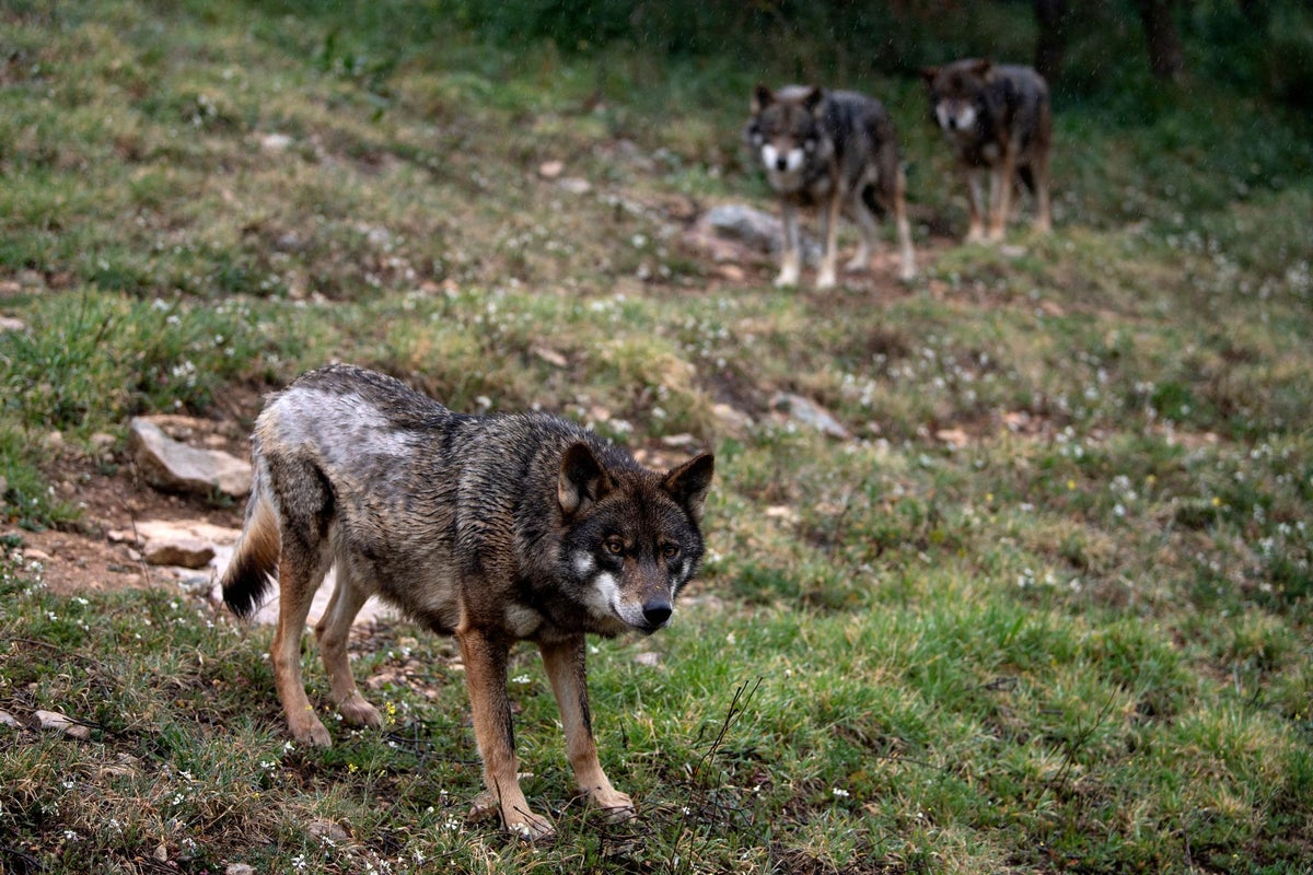 Long Riston Wolves Humans cared for wolves long before dogs emerged, study finds | The ...