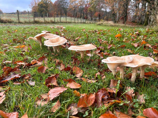 <p>Teams from Scottish firm Rhizocore Technologies are curating Earth’s largest library of fungal specimens, collecting samples from across the globe</p>