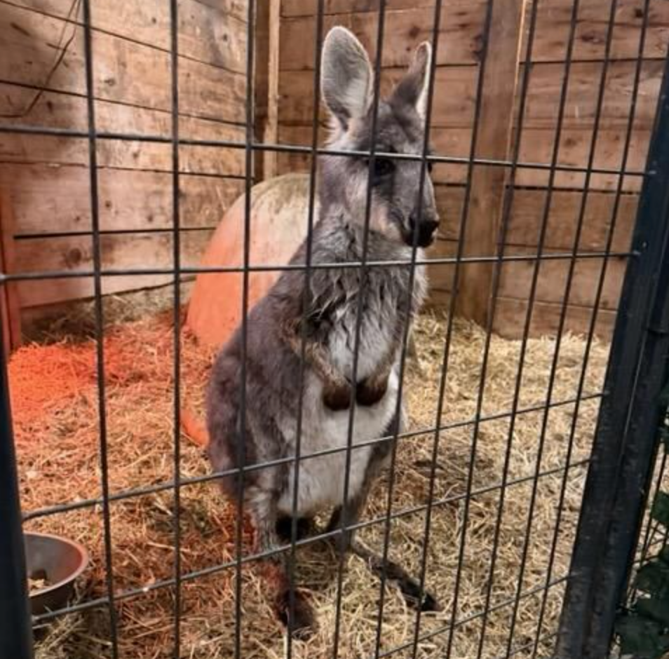 <p>A wallaby that escaped from a New Jersey animal sanctuary and went on the run has been returned home after being found outside a local Walmart</p>