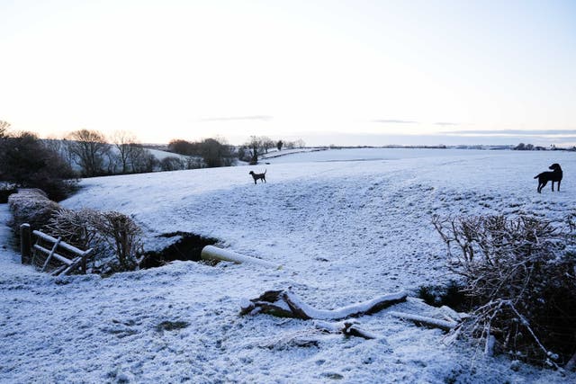 <p>Dogs on snow-covered fields in the village of Bishop’s Itchington in Warwickshire (Jacob King/PA)</p>