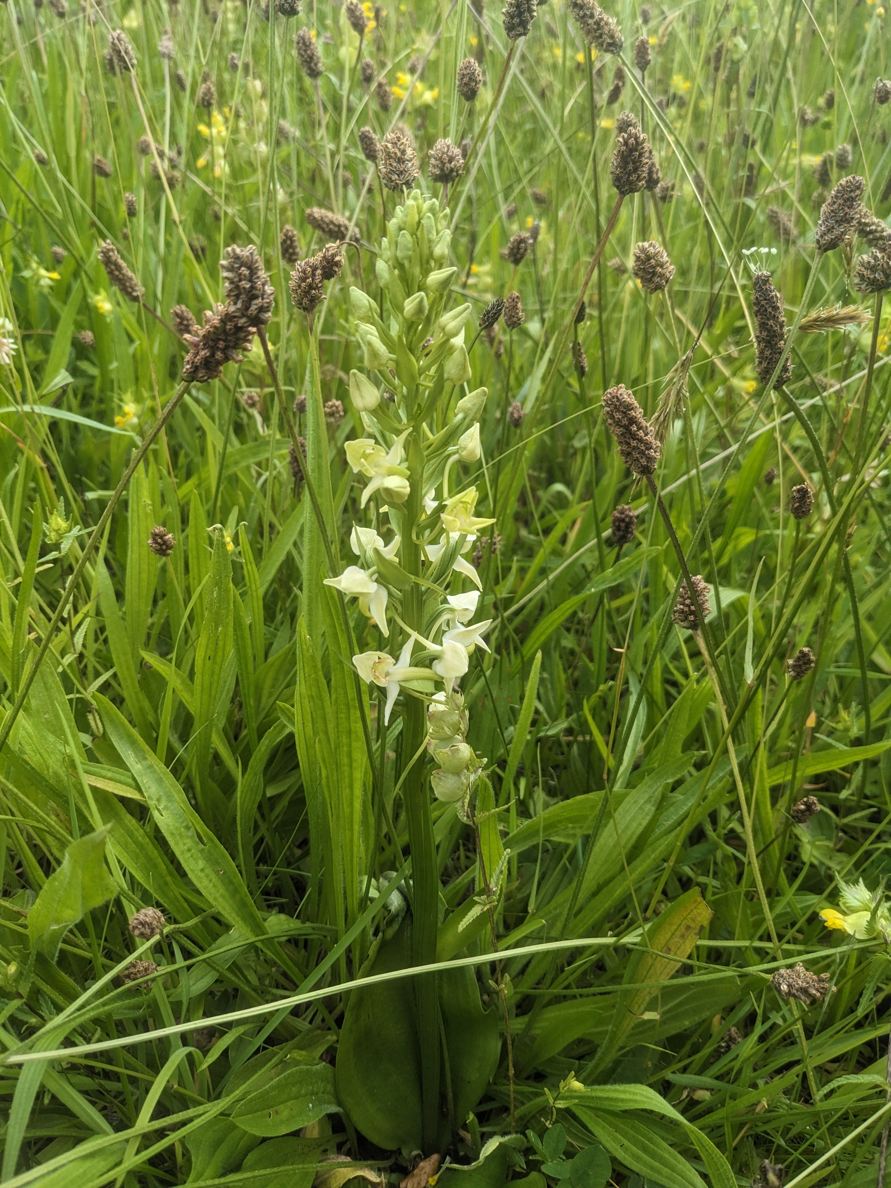 The greater butterfly orchid found at Bannockburn