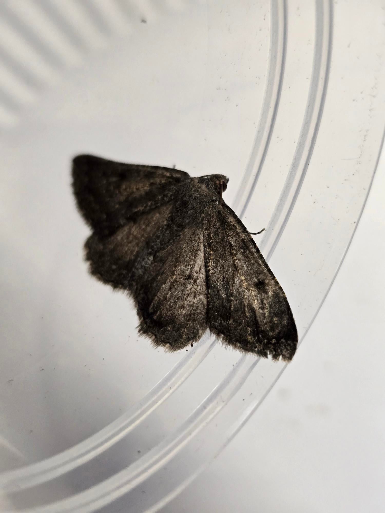 Scotch annulet moth discovered at the Isle of Canna in Scotland