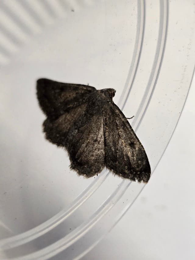 <p>Scotch annulet moth discovered at the Isle of Canna in Scotland</p>