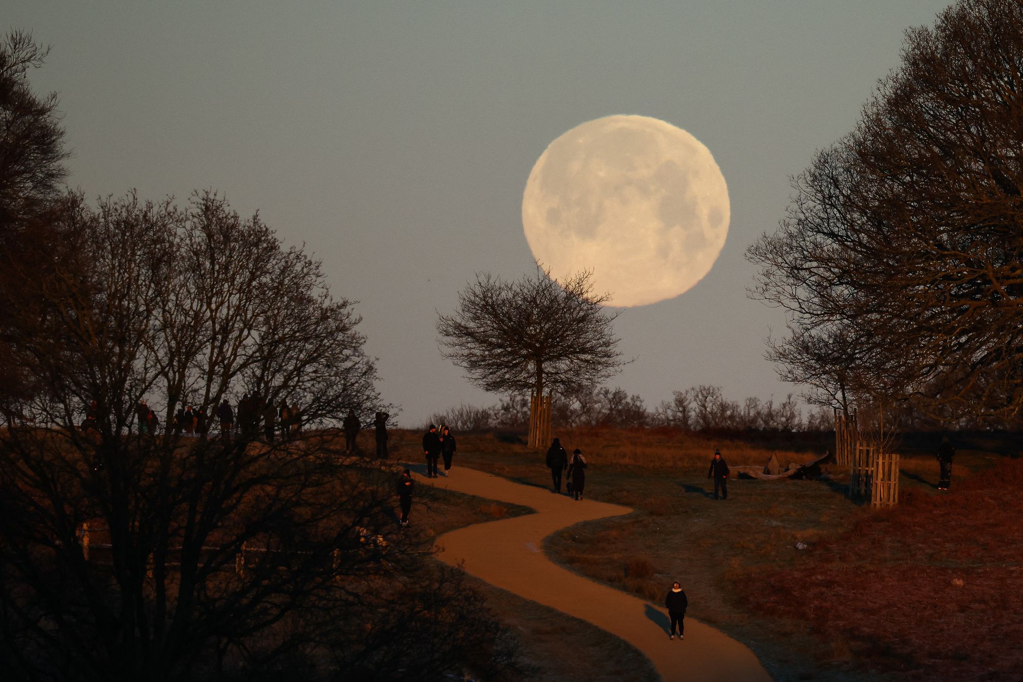 The Wolf supermoon sets in Richmond Park, London