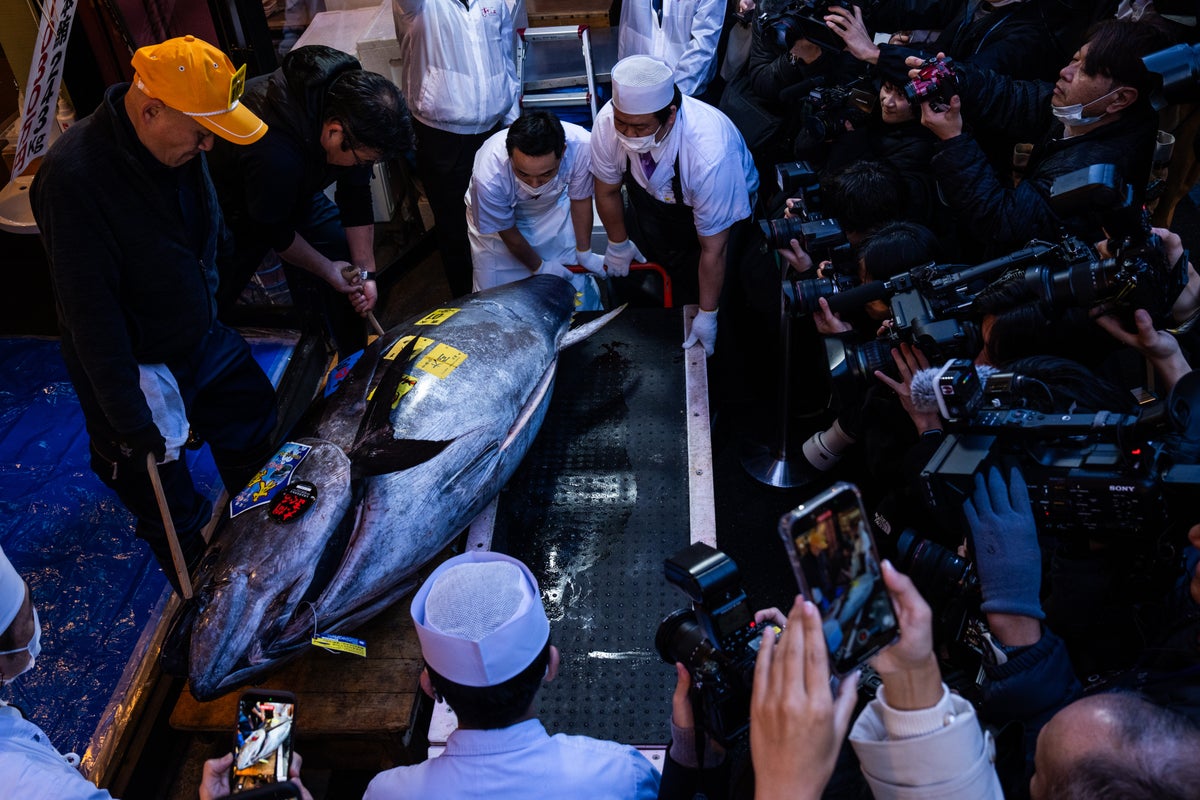 That’s some pricey fish: A glimpse into Japan’s New Year’s tuna auction – UK Times