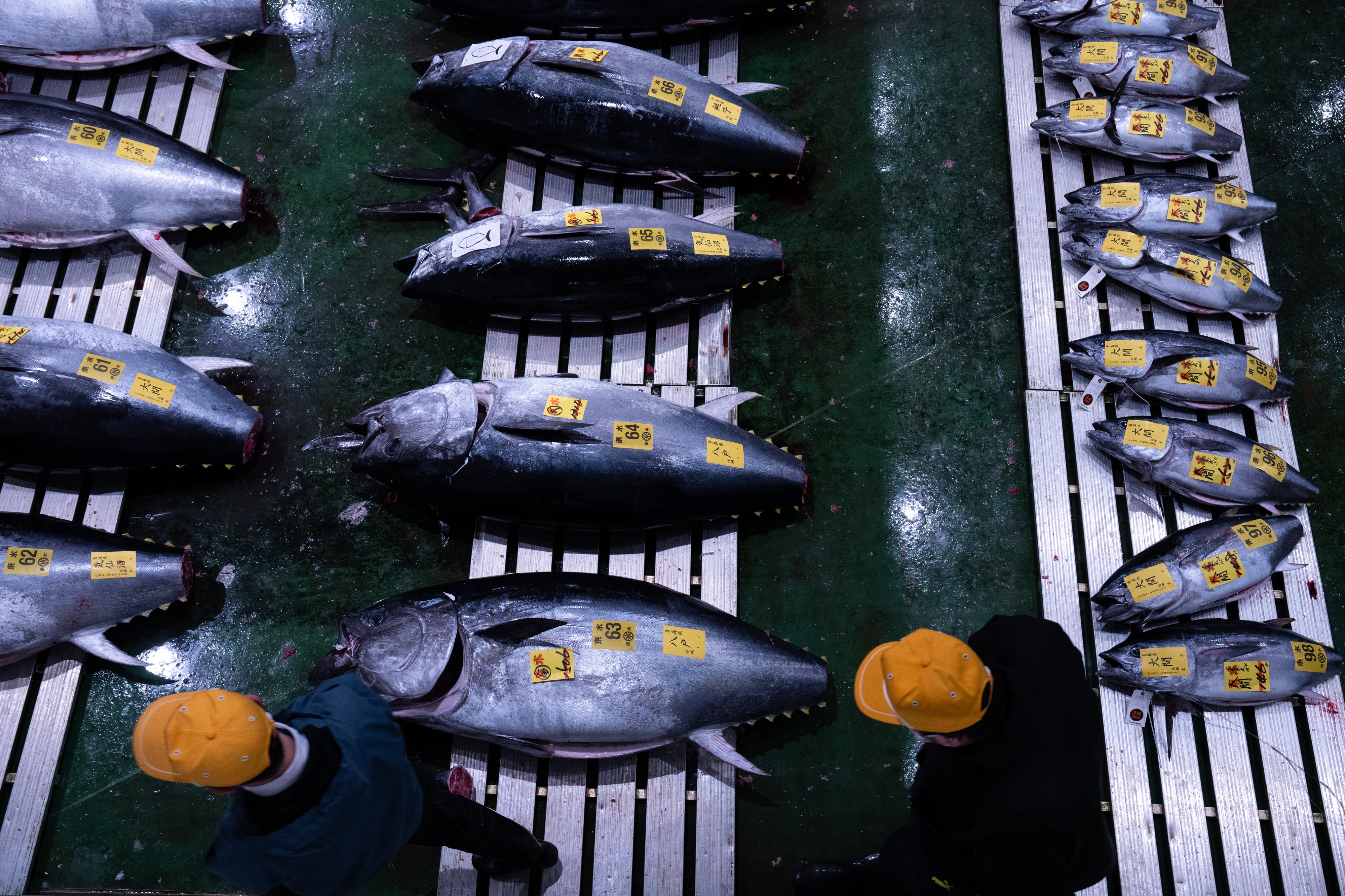 Japan Tuna Auction