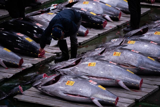<p>Wholesalers inspect bluefin tuna at the New Year's tuna auction at Toyosu fish market in Tokyo</p>