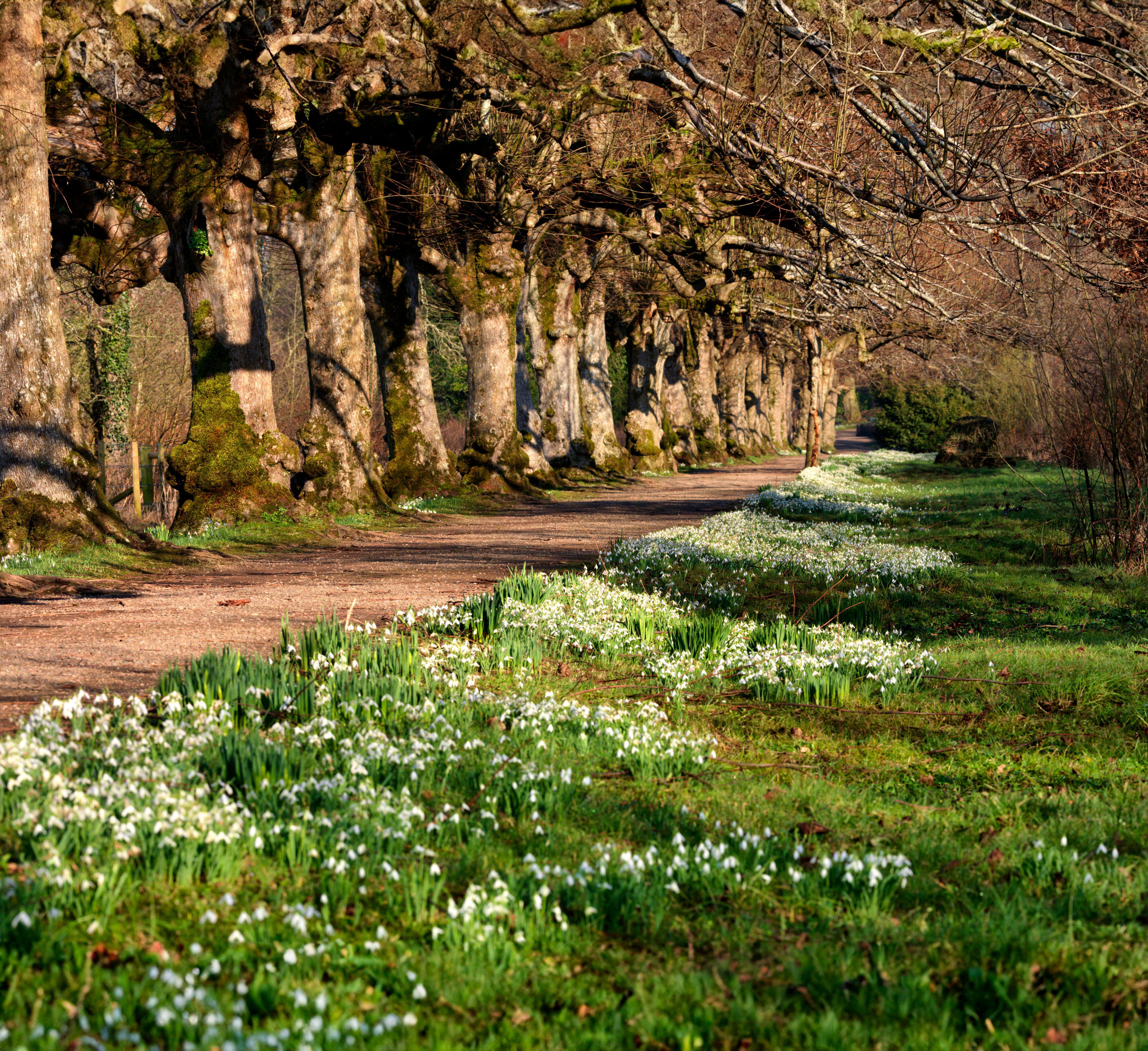 Snowdrops at The Argory, County Armagh
