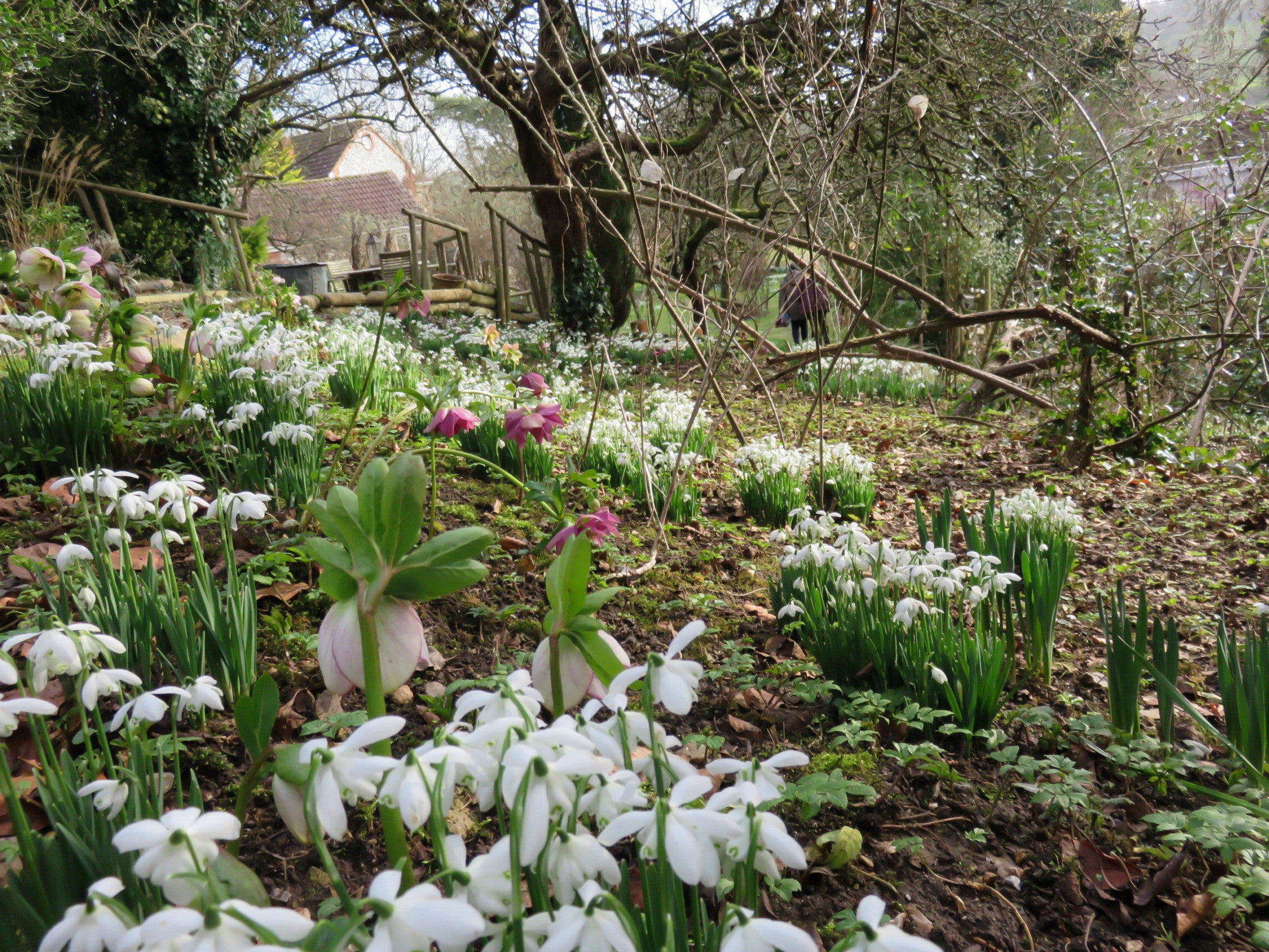 Snowdrops at Westcroft