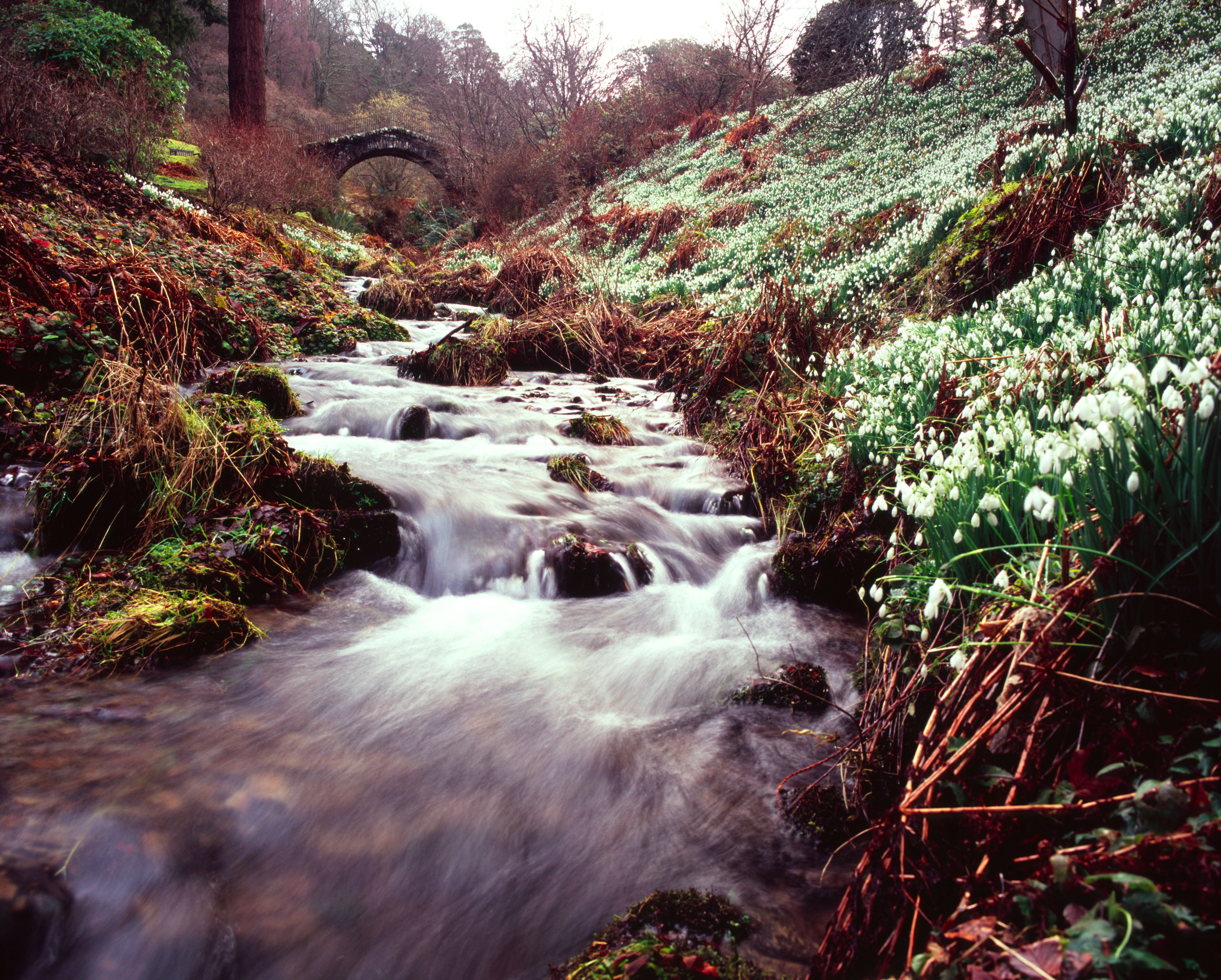 Snowdrops at Dawyck Botanic Garden, Scottish Borders