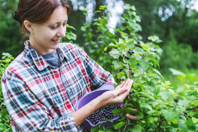 <p>U.S. spice-maker McCormick & Company has picked this vitamin C-rich berry as its 2026 Flavor of the Year</p>
