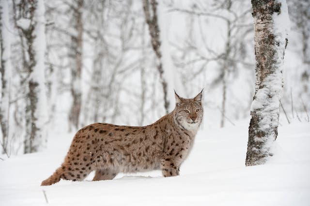<p>A European lynx in a birch wood in Norway. The species was hunted to extinction in Britain between 500 and 1,300 years ago</p>
