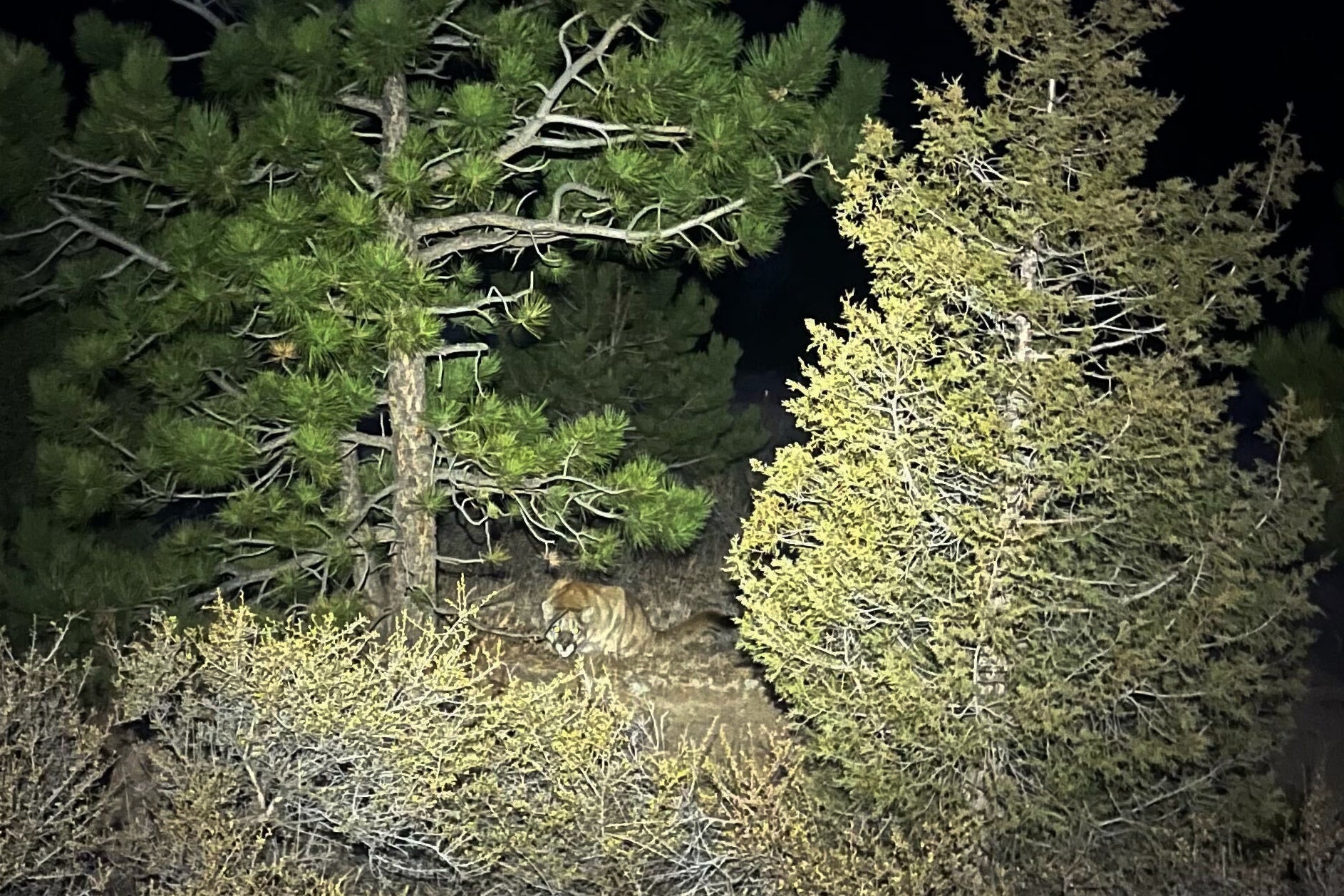 <p>This photo provided by Gary Messina shows a mountain lion in the brush between two trees along the Crosier Mountain trail in the Arapaho and Roosevelt National Forests near Glen Haven, Colo., on Nov 11, 2025. (Gary Messina via AP)</p>