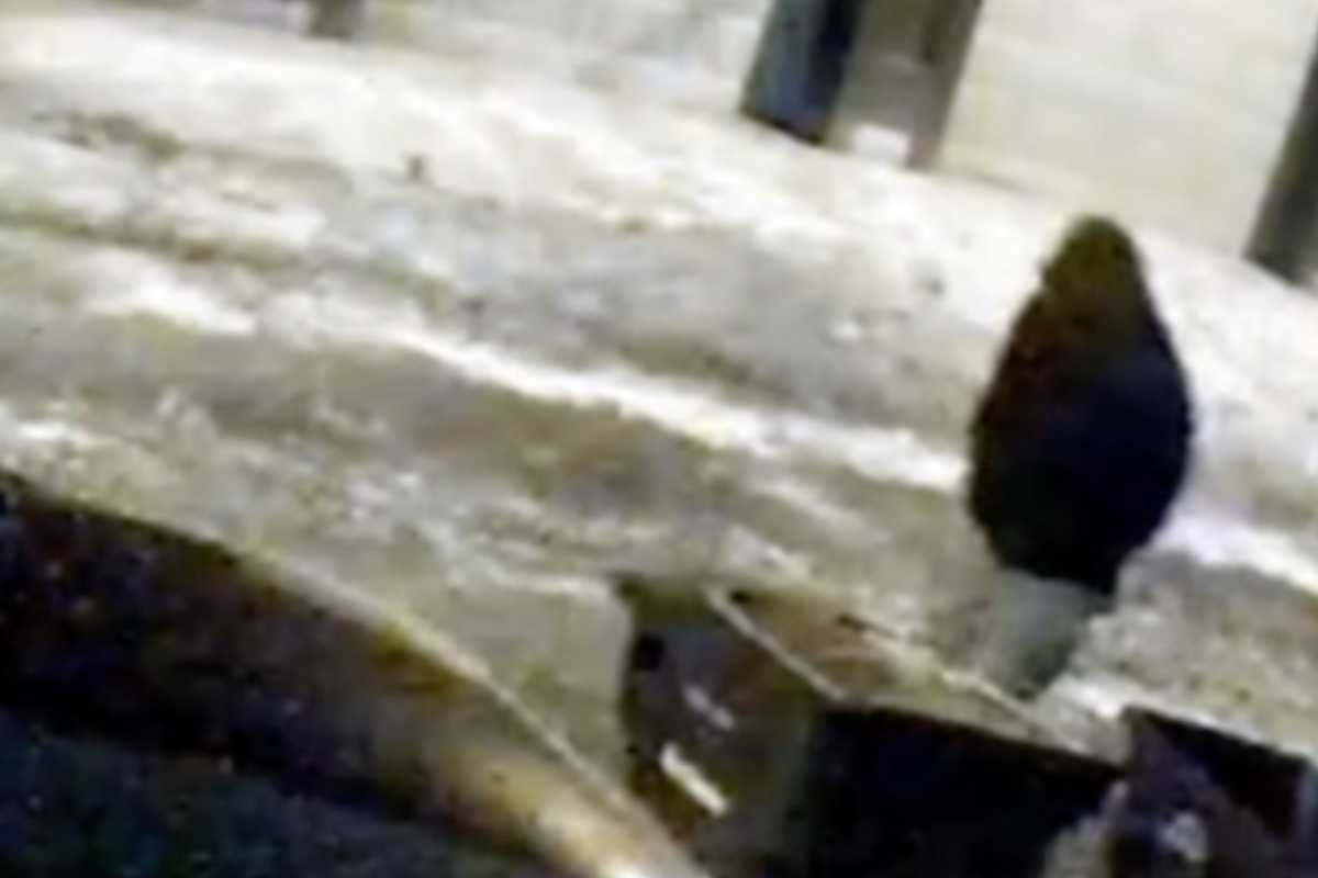 Police release security video showing person of interest in mysterious killings of Ohio dentist and his wife Police release security video showing person of interest in mysterious killings of Ohio dentist and his wife