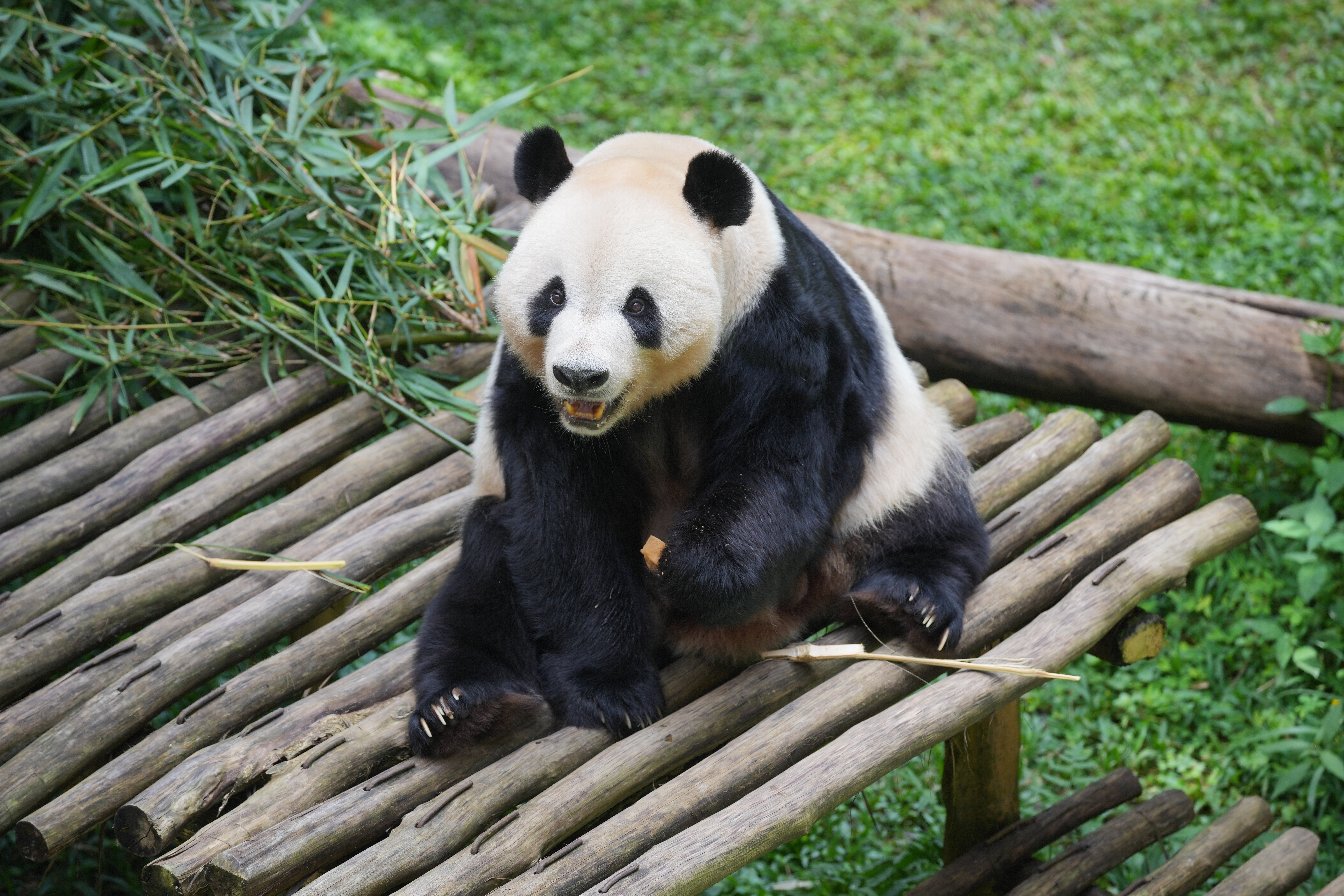 Indonesia Giant Panda