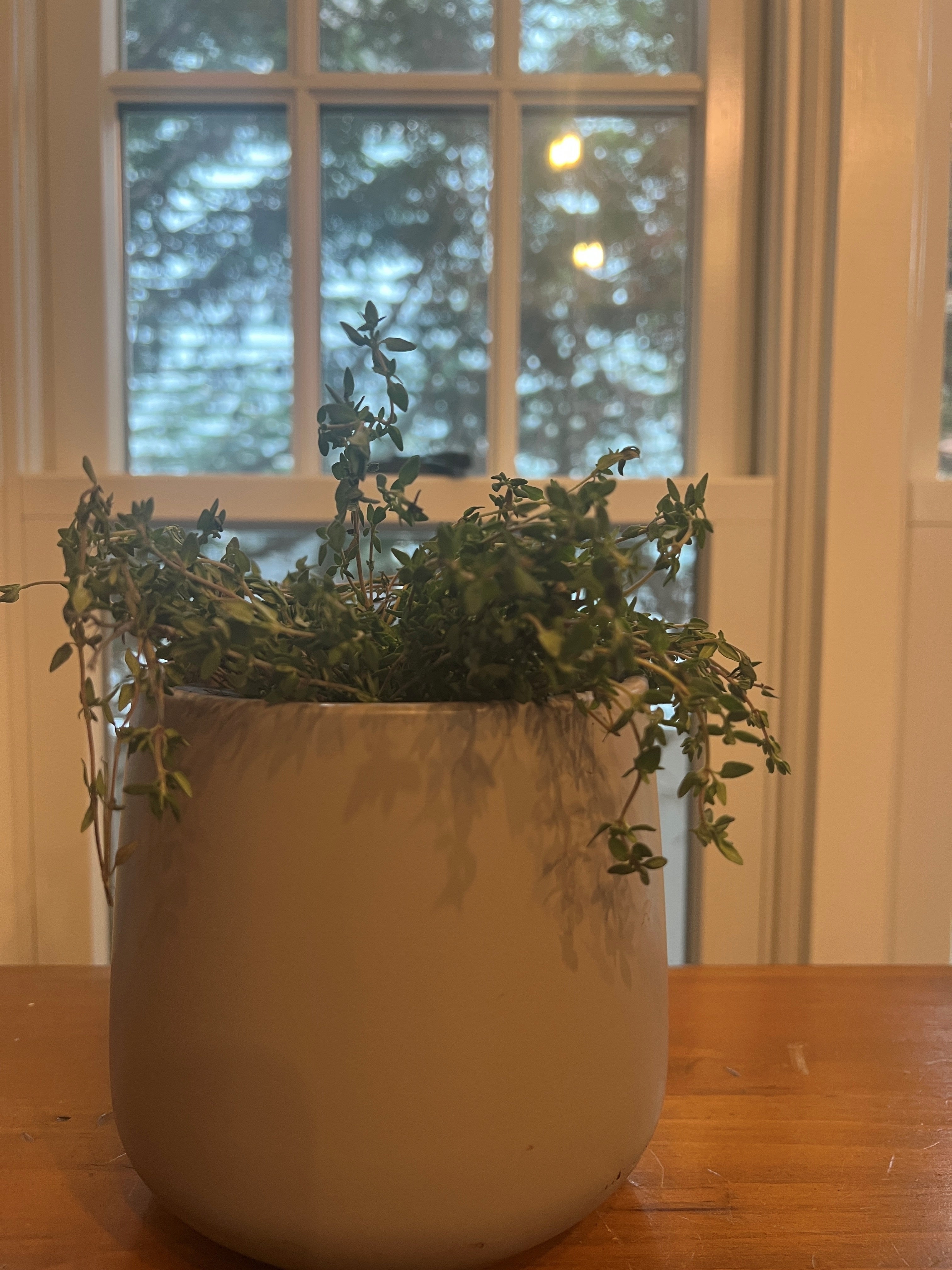 Gardening-Indoor Herbs