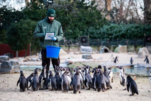 A zoo keeper counts penguins during the annual stocktake at ZSL London Zoo in central London (James Manning/PA)