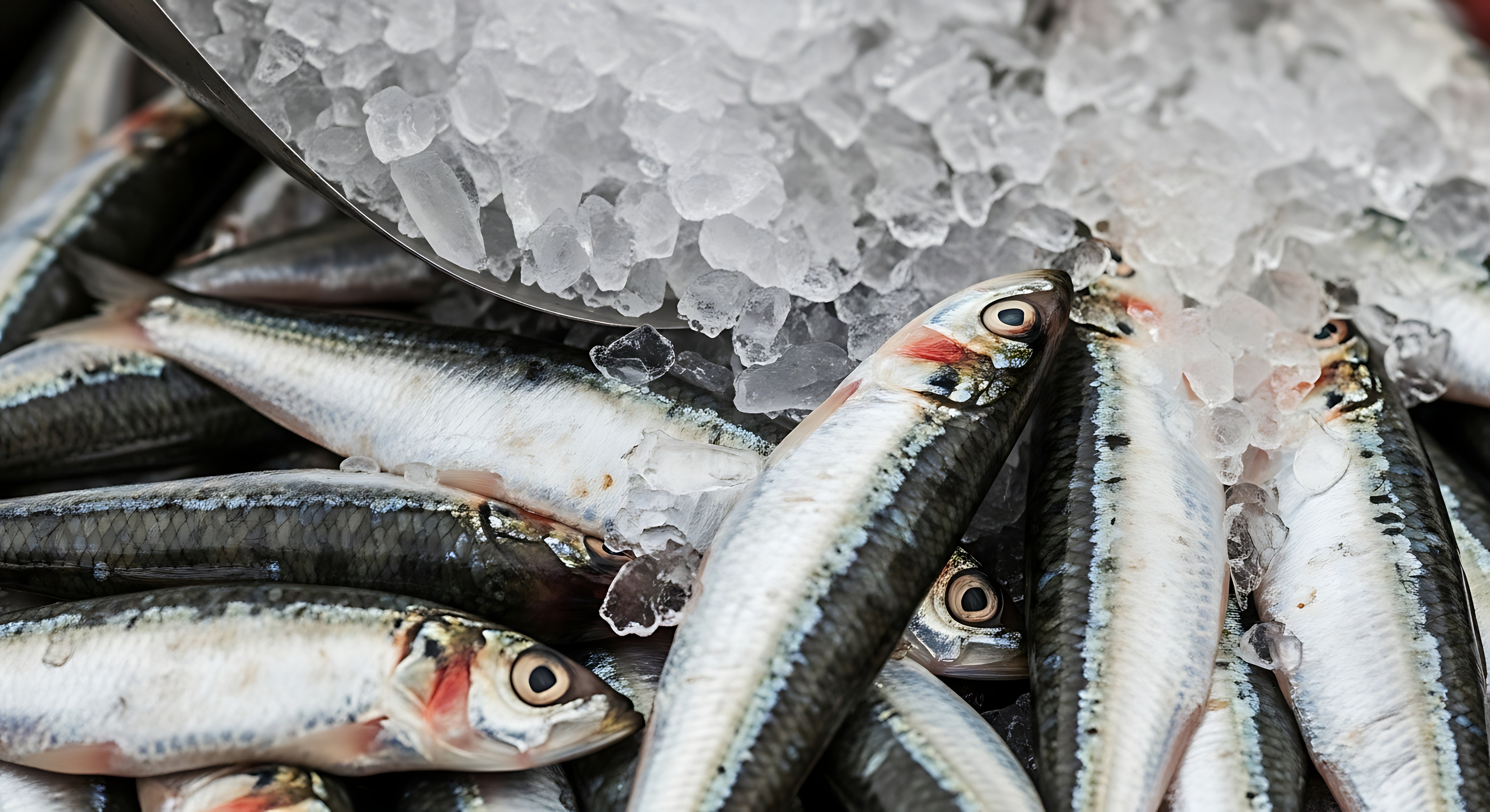 Why this African country is banning frozen sardine exports